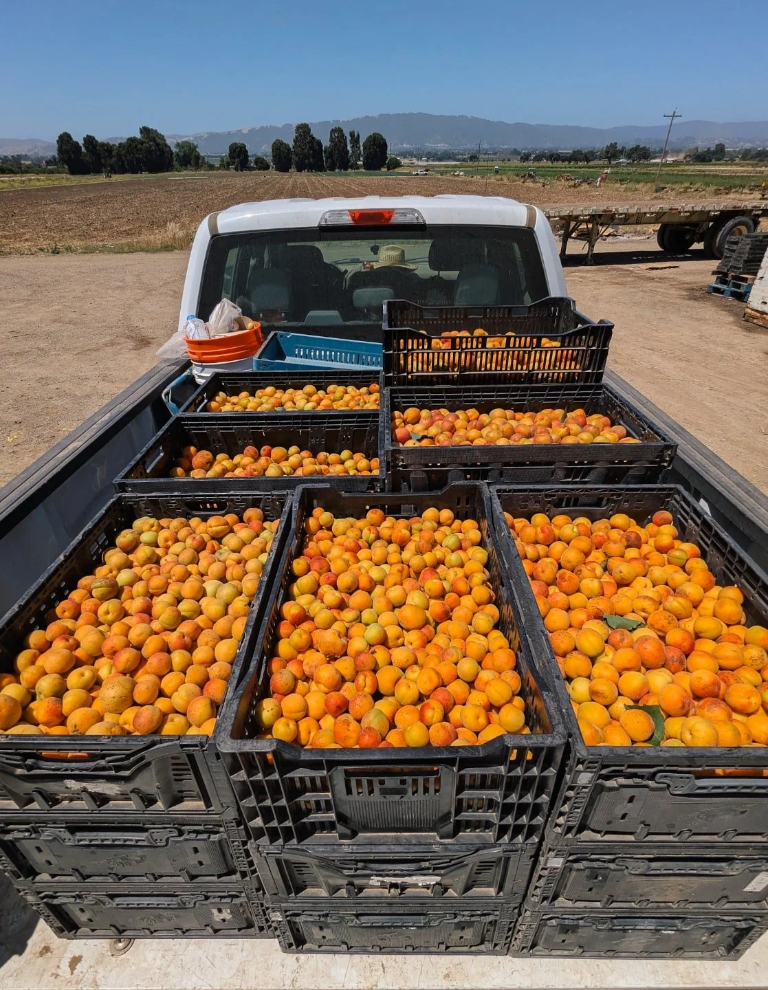 No time to waste, let's get these suckers in jars, @happygirlkitchen 
🚨⏲️🍑🫙

We're jammin', folks. 

Are you?
Blenheim apricot flats for market pickup available this weekend and next!
