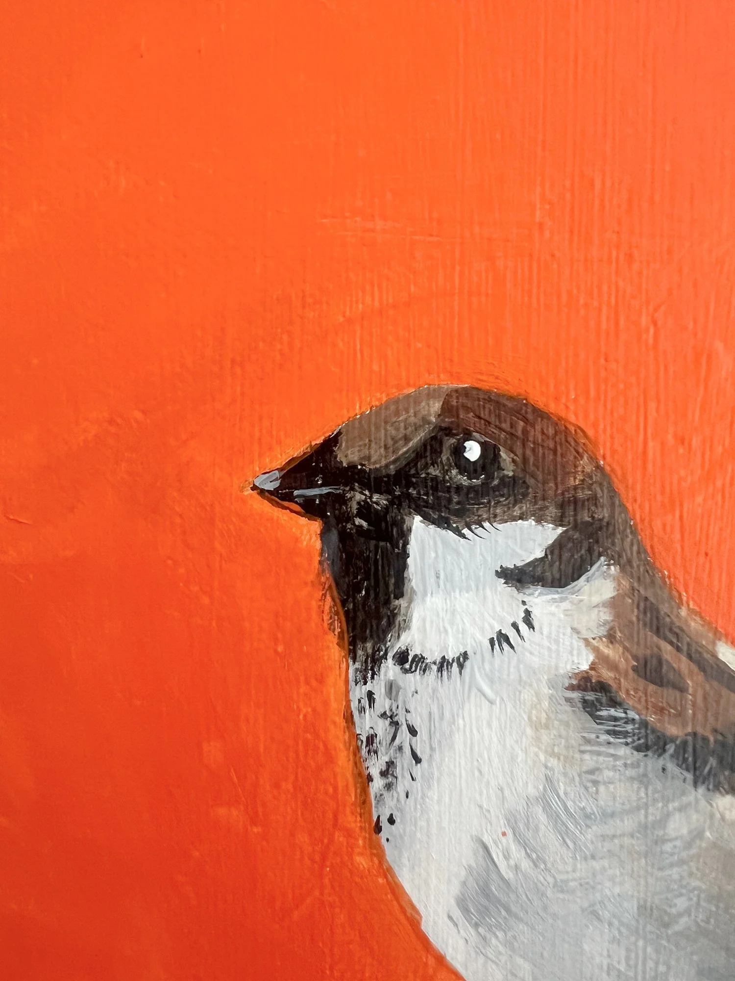sparrow 3.jpg