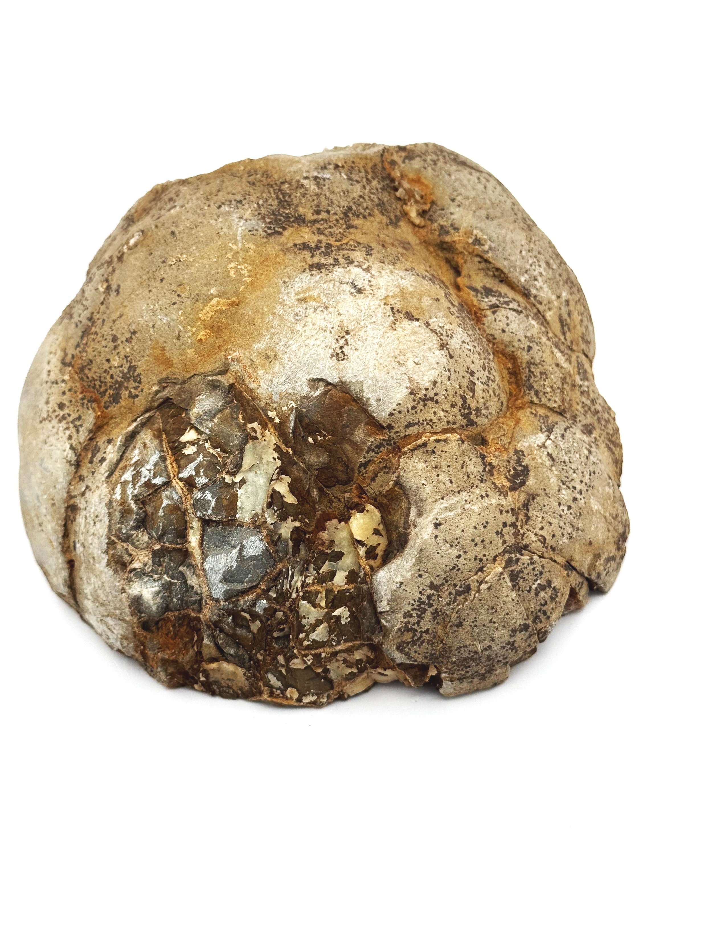 Septarian Nodule Slab Fossil