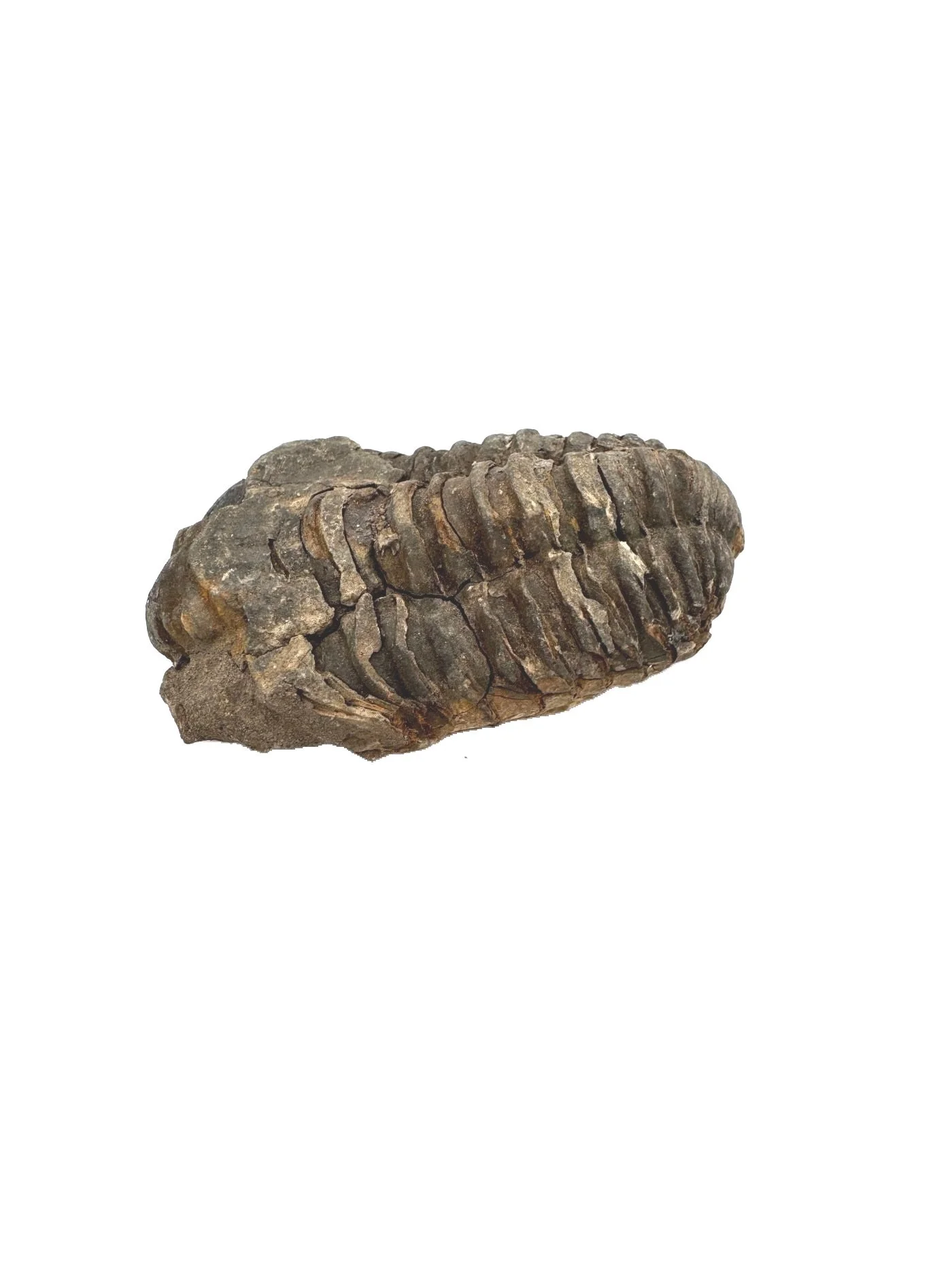 Trilobite Fossil Rough 2inch