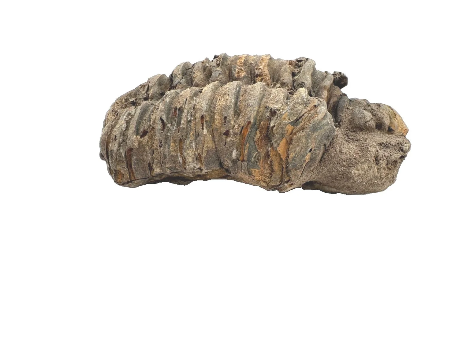 Trilobite Fossil Rough 4 inch