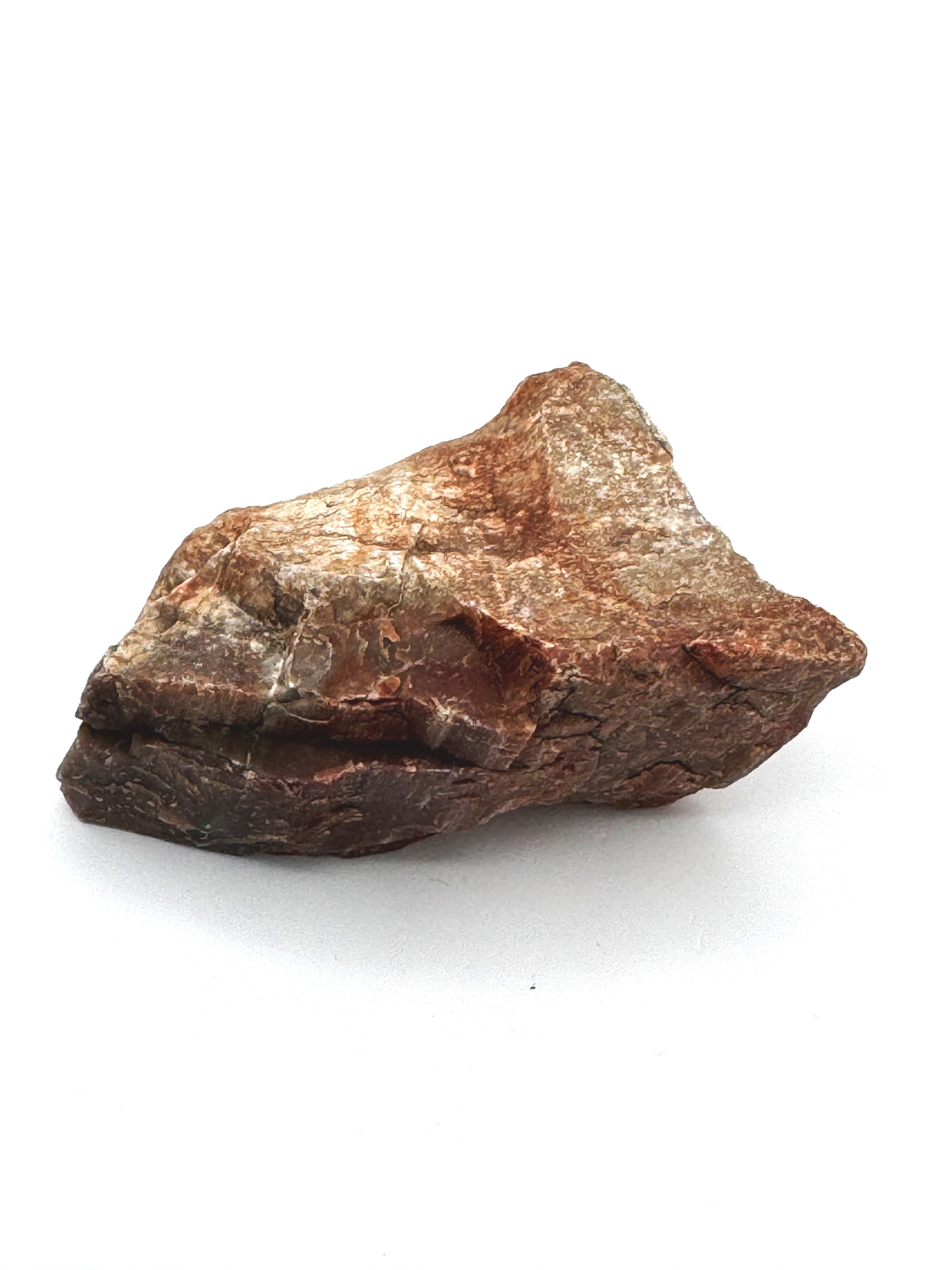 Petrified Wood Arizona Fossil