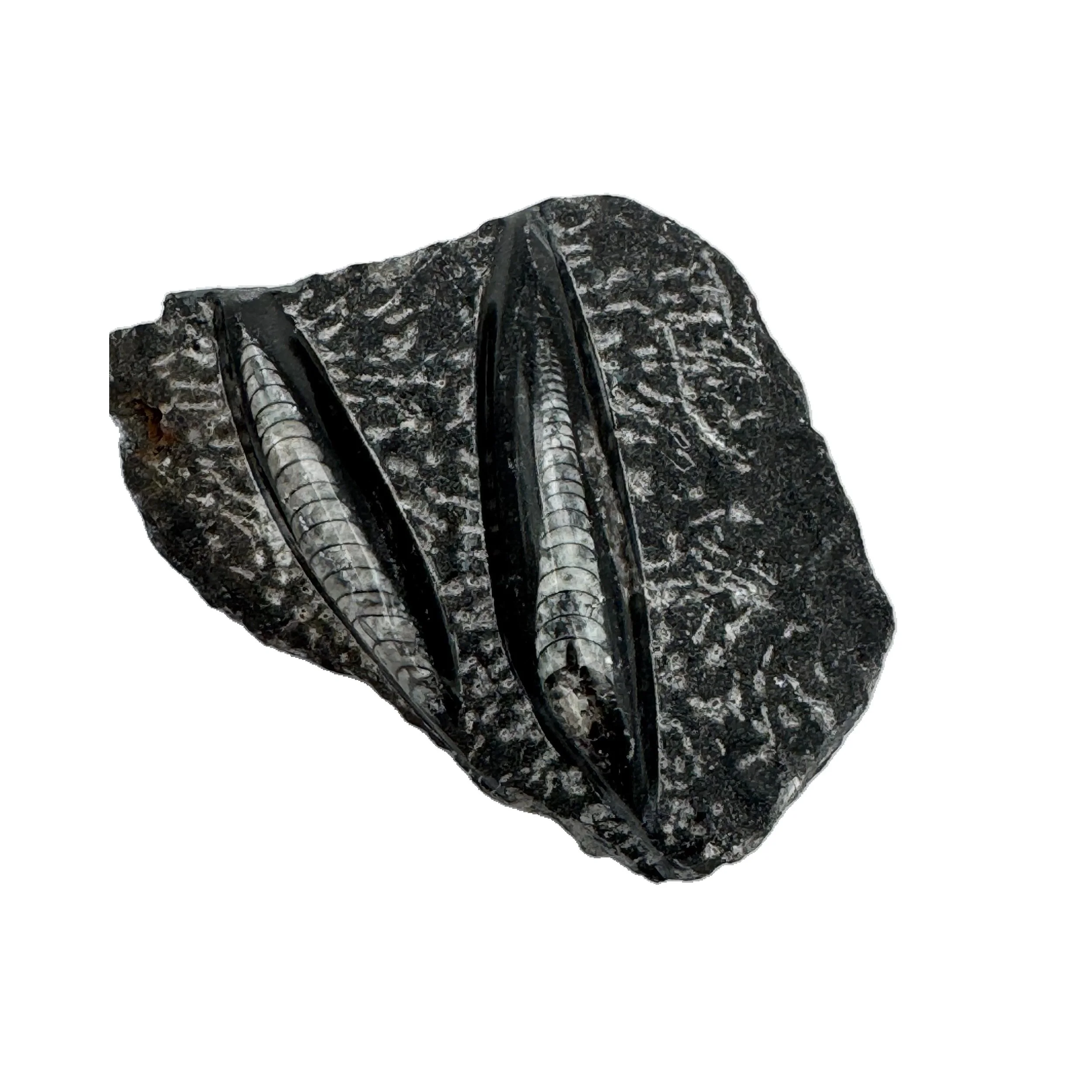 Orthoceras Plaque Fossil Black