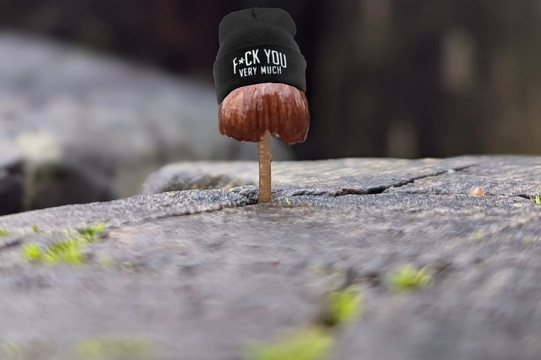 9127307.jpg