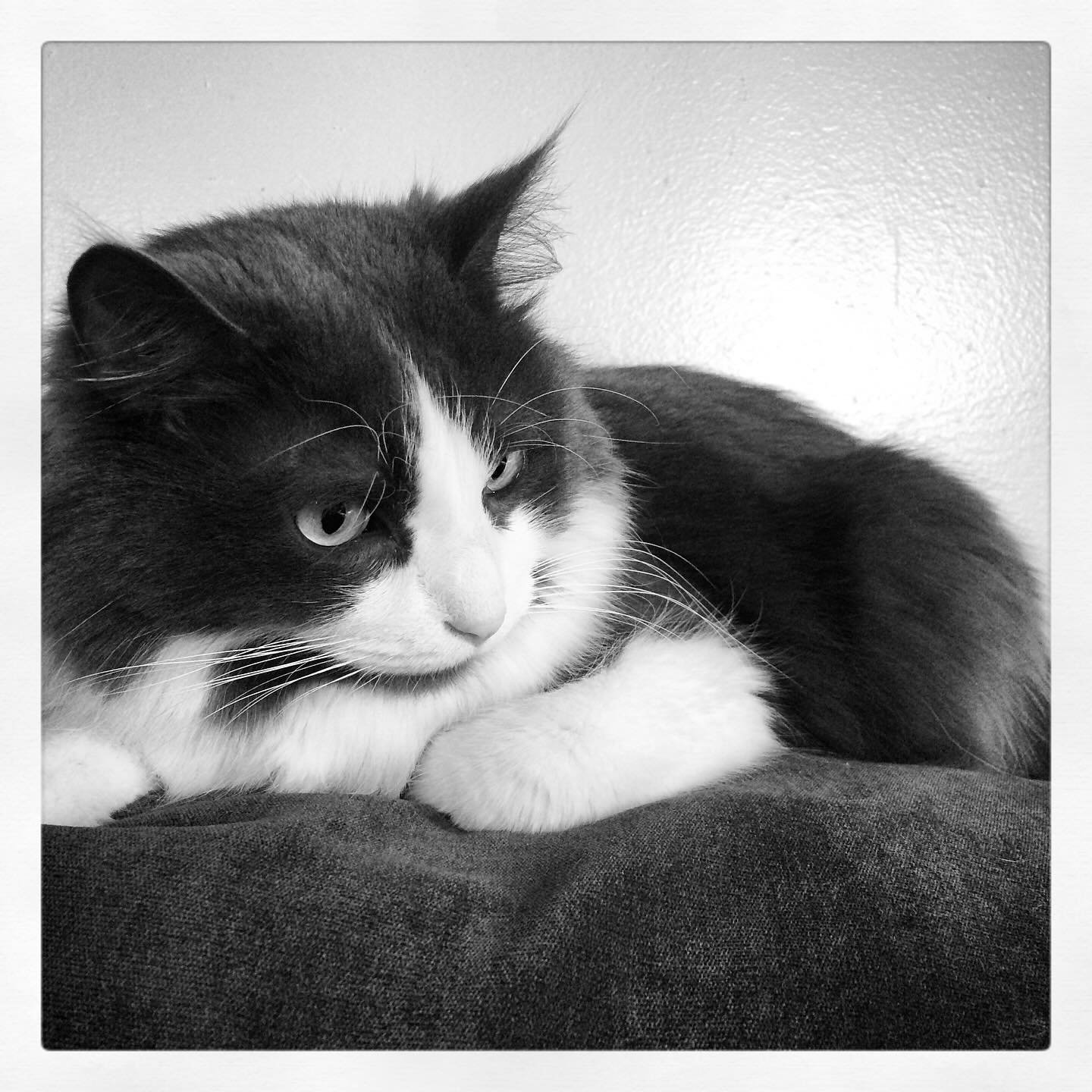 We said goodbye to Gandalf yesterday. I feel broken. I know we&rsquo;re not supposed to have favorite pets, but Gandalf will always be my favorite. He was my soul cat. The trust between us, the love&hellip;unmatched and irreplaceable. I adopted Ganda