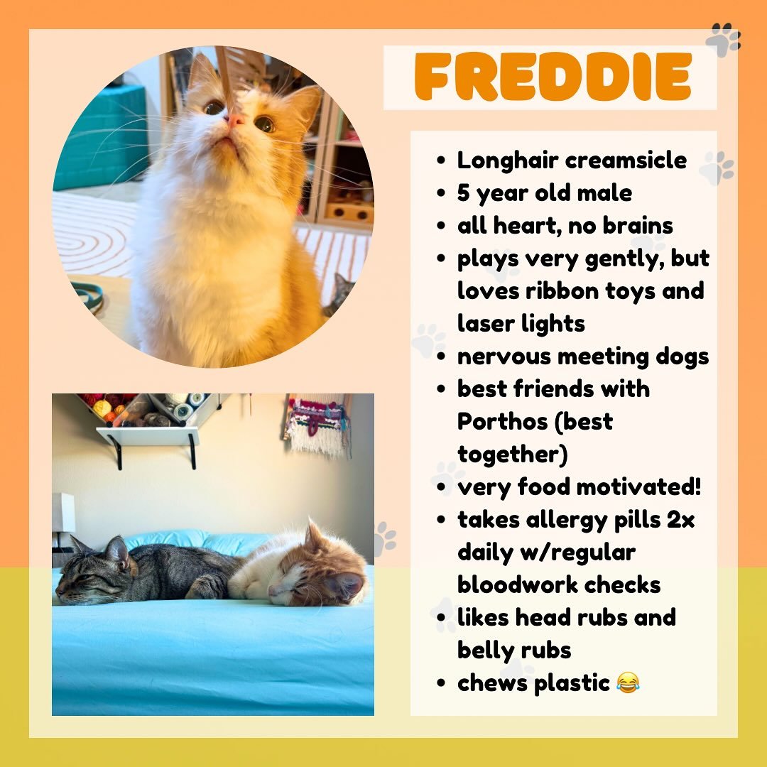 🚨 Friends I need your help! 🚨 

Wade and I will be selling our house soon and we don&rsquo;t know where we&rsquo;ll be landing next, but wherever we go will not be an owned home so we can&rsquo;t keep all of our pets. It breaks my heart to have to 