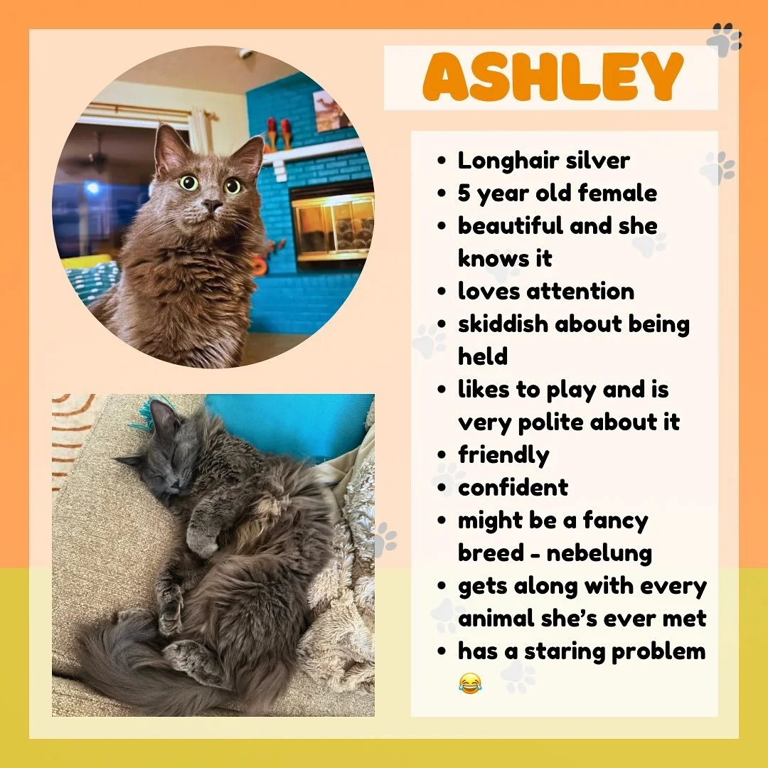 These 3 still need homes and I&rsquo;m running out of time. If anyone can take them even to foster for a while, let me know.