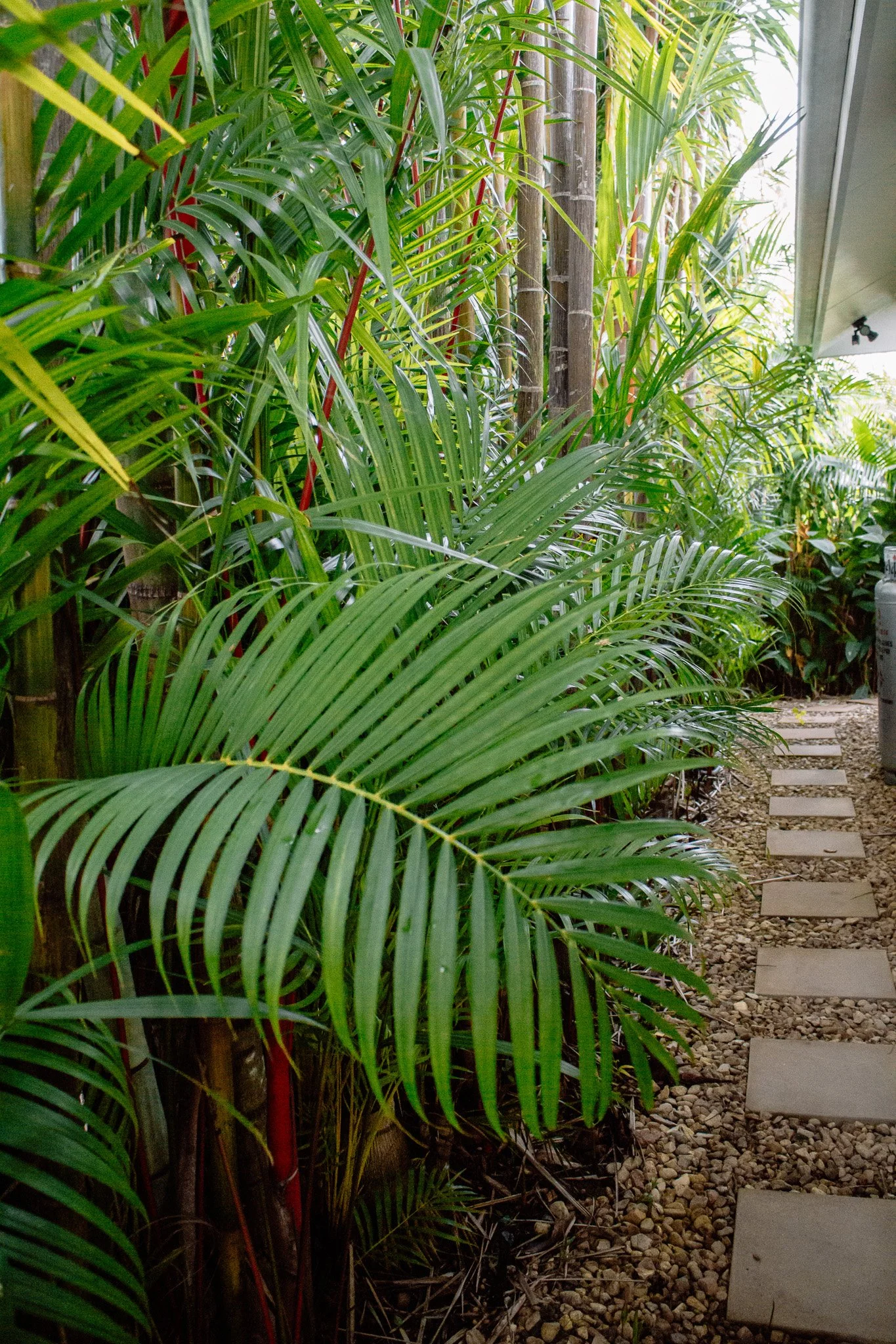 Side path of Sunhaven Palm Cove