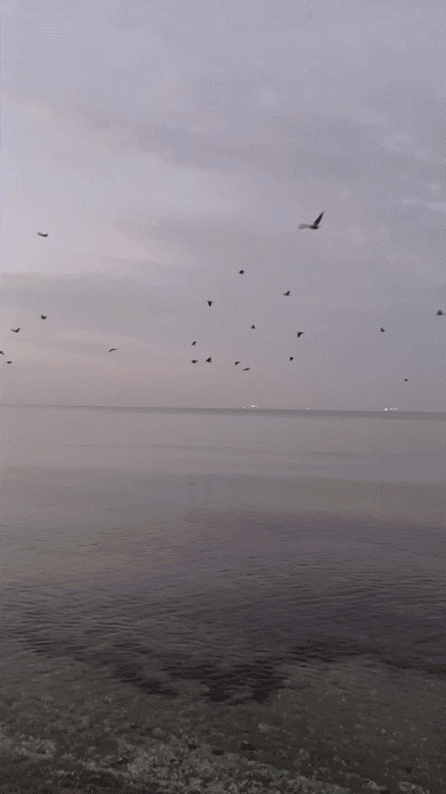 Vögel2_klein.gif