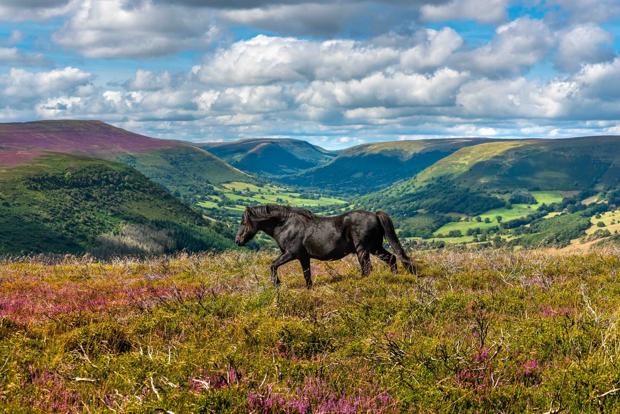 Black Horse and Heather-6330.jpg