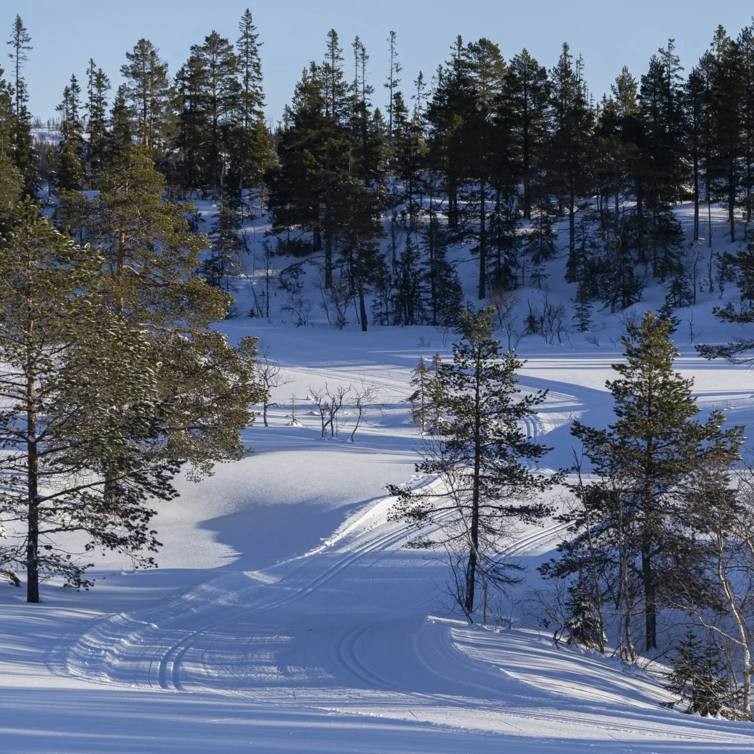 Snødekt landskap med skiløyper, furuskog og blå himmel med sol