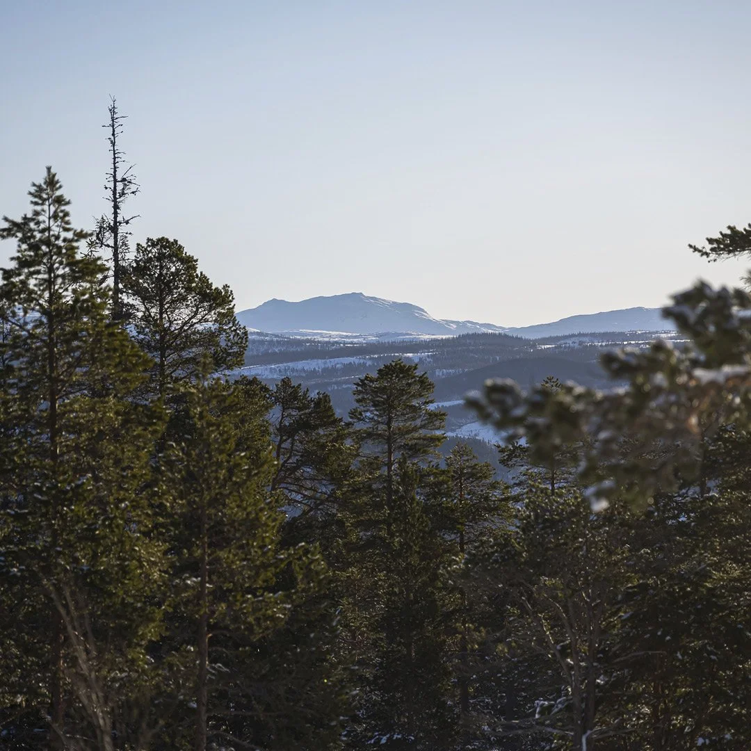 Utsikt mot lett snødekte fjell i bakgrunnen. I forgrunnen furuskog