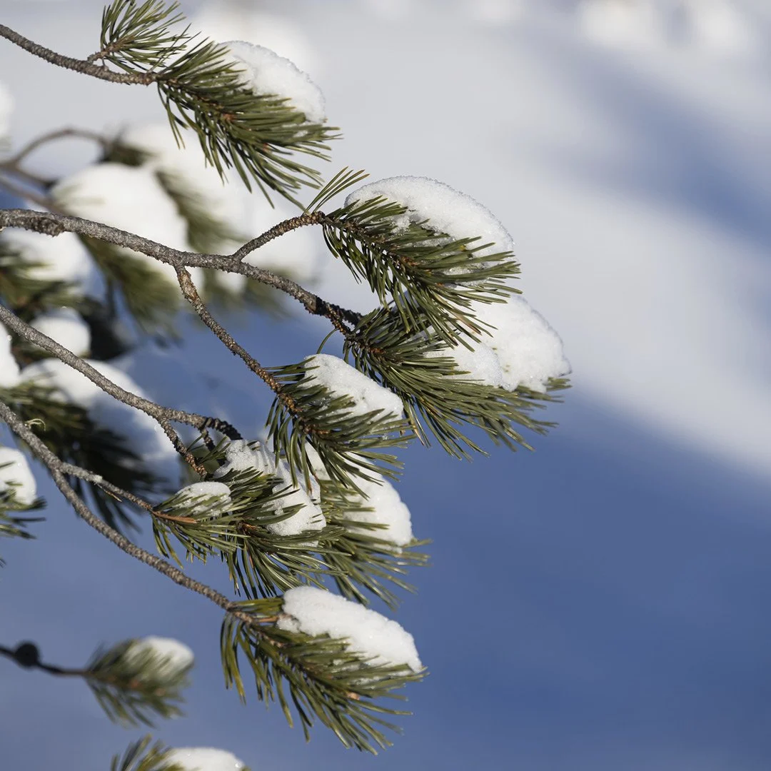 7901 Neo hytter_bilder-nettsak_Selbu3.jpg