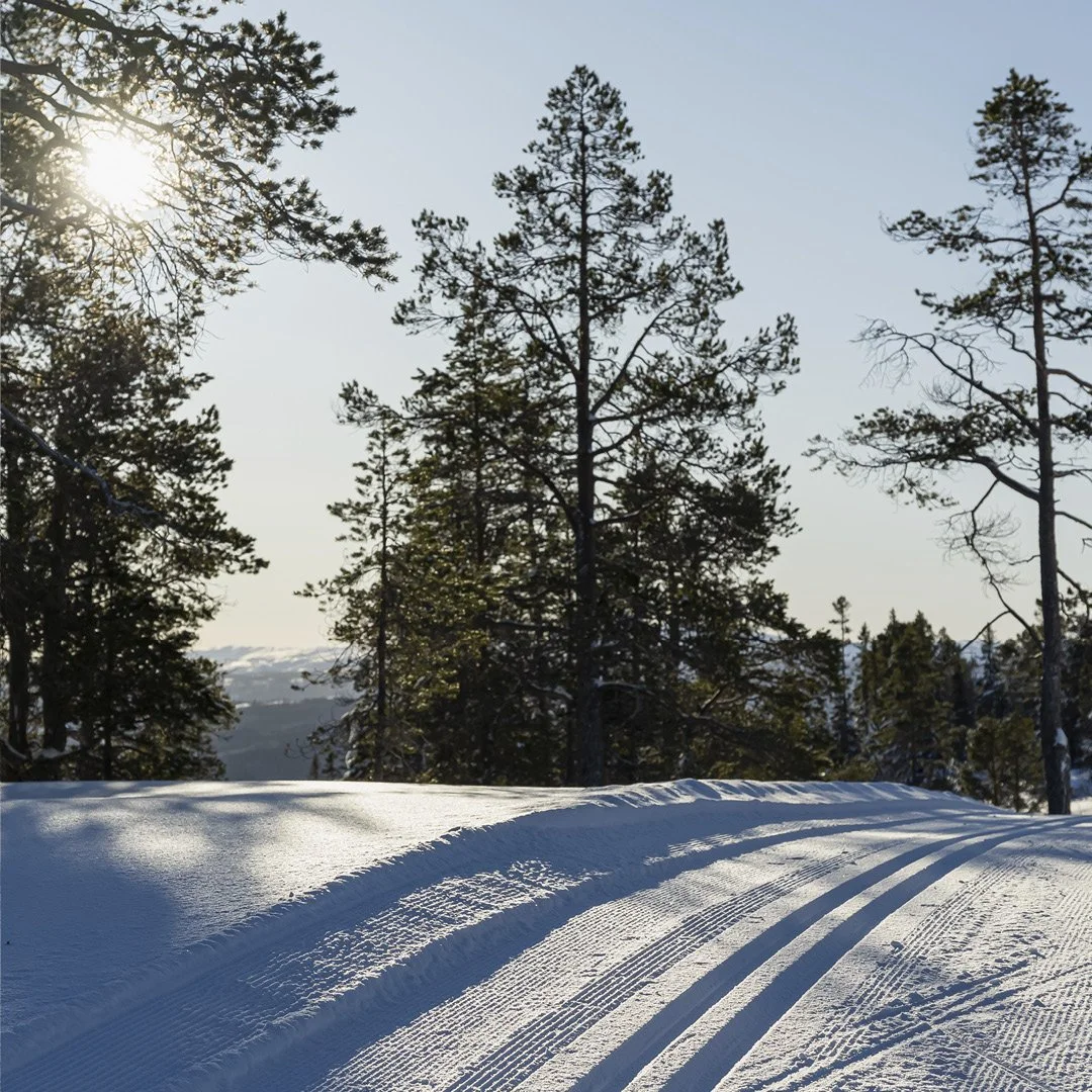 Snødekt landskap med skispor, med furuskog og skyfri himmel med sol i bakgrunnen