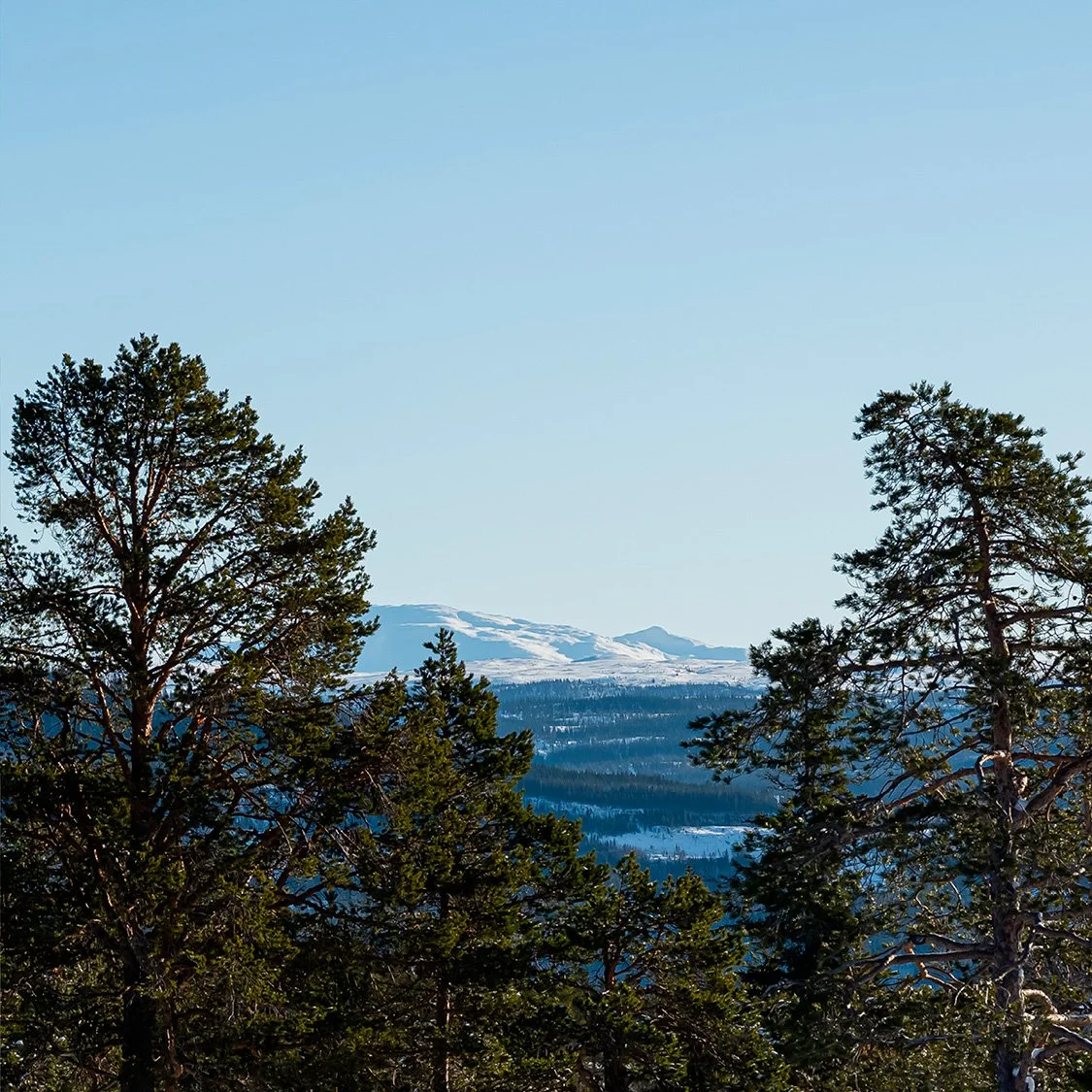 Hytteområde i Selbu. I bakgrunnen ser man snødekte fjell og blå himmel, og i forgrunnen furutrær. Det er sol fra skyfri himmel