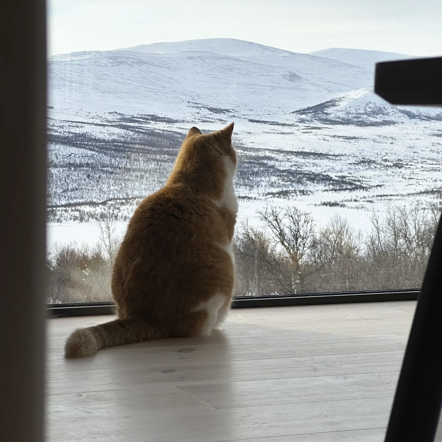 En katt sitter på et gulv foran et stort vindu og ser ut på snødekte fjell og trær.