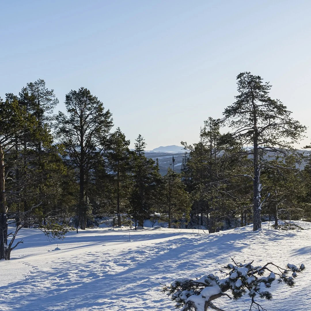 Snødekt skogområde under klar blå himmel med fjell i bakgrunnen.