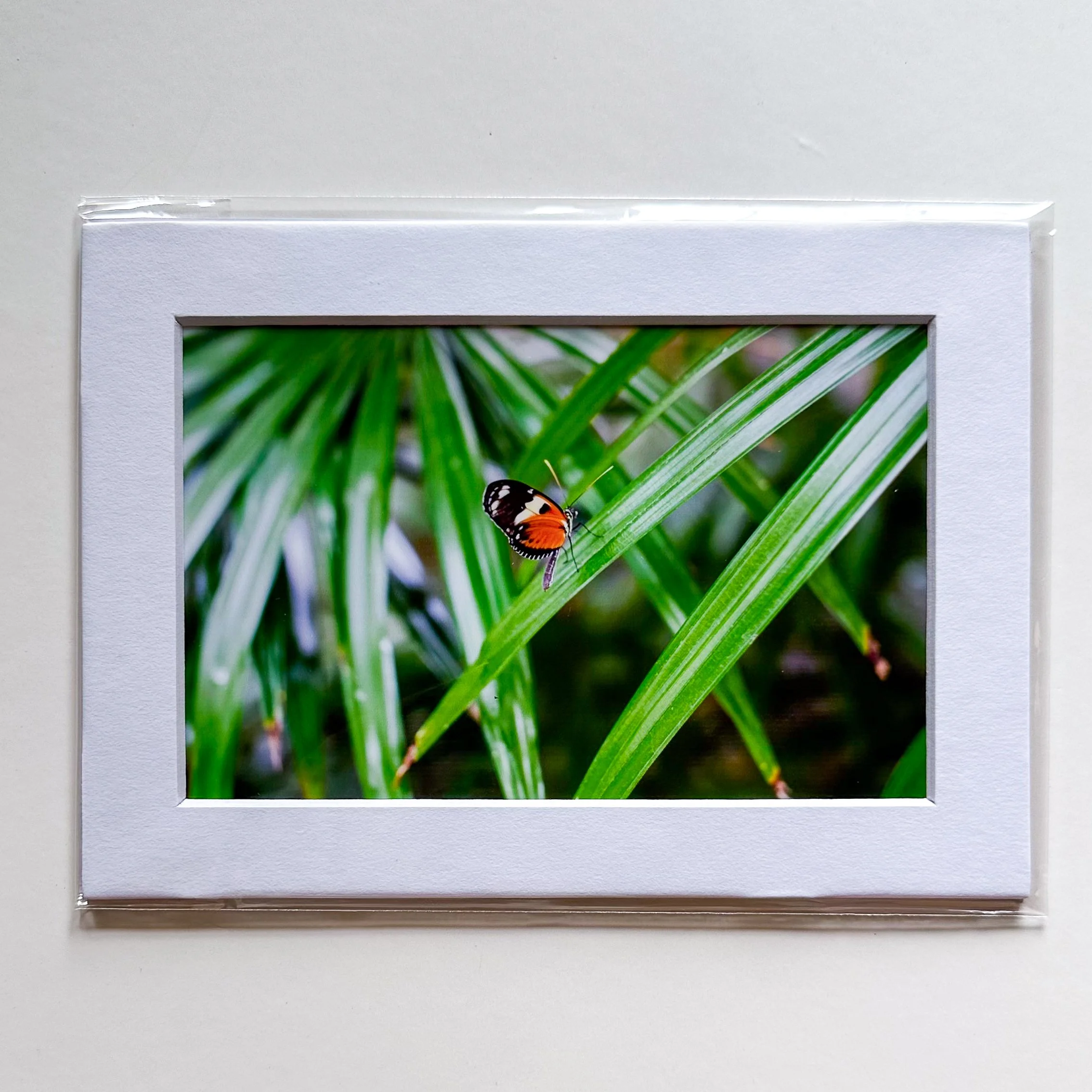 Guest Of The Fronds