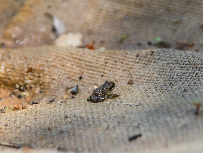 Voici mes nouveaux coll&egrave;gues !! La premi&egrave;re est un b&eacute;b&eacute; grenouille toute minuscule qui vient tout juste de sortir de la forme t&ecirc;tard ! Et les autres, plus grosses, sont des grenouilles &laquo;&nbsp;rieuses&nbsp;&raqu