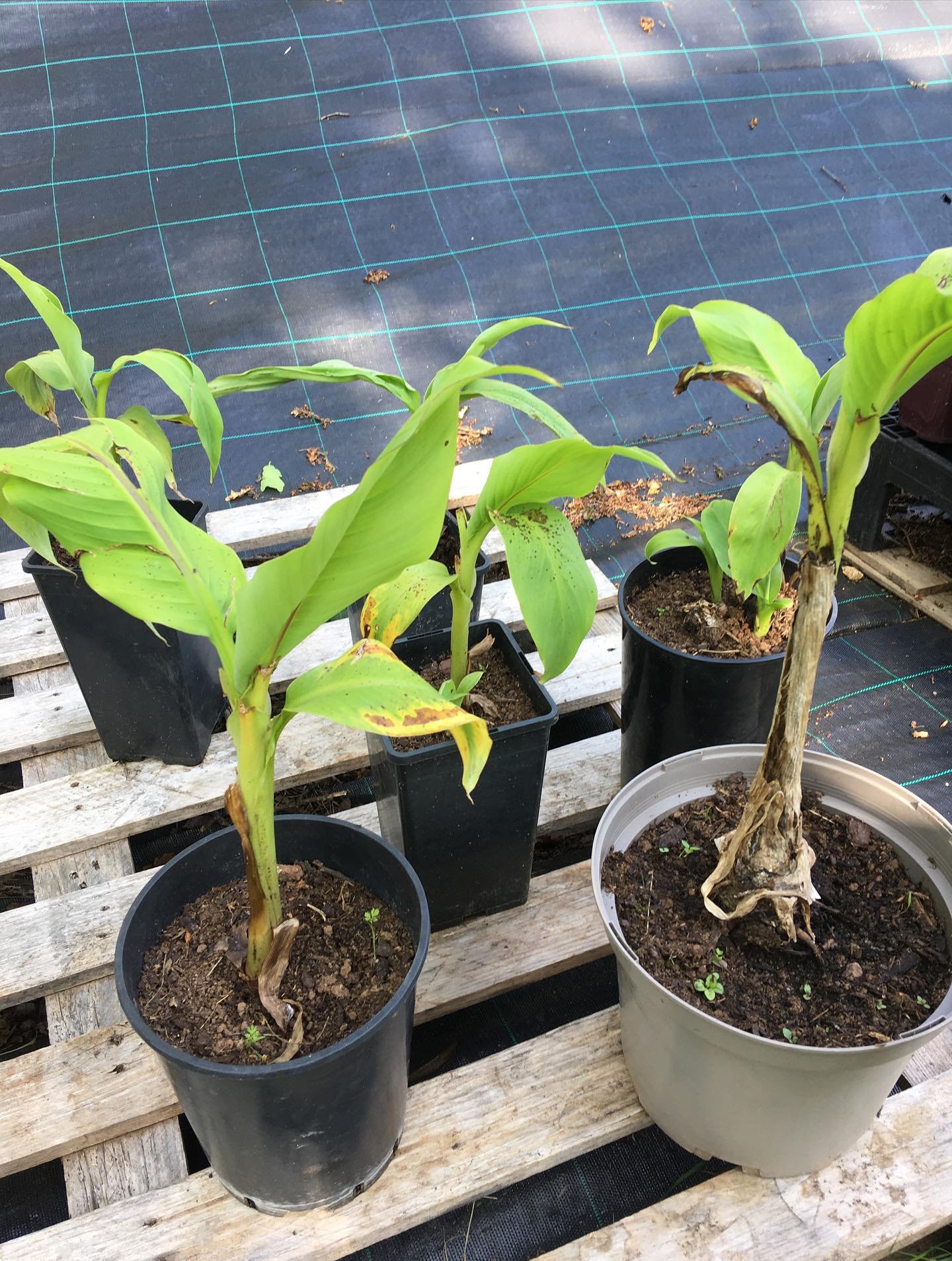 NOUVEAU⚠️ : le Bananier Musa Basjoo ! Pour un petit air exotique dans votre jardin, cette tr&egrave;s grande gramin&eacute;e a besoin de quelques arrosages g&eacute;n&eacute;reux les premi&egrave;res ann&eacute;es surtout en cas de canicule et d&rsqu