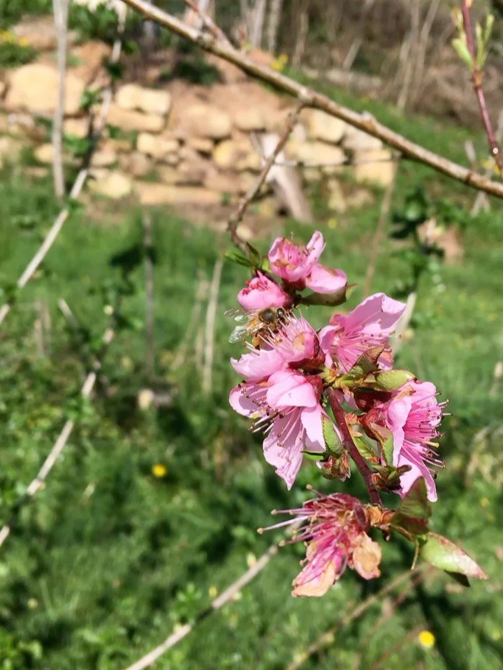 Belle &eacute;quinoxe de printemps &agrave; toutes et a tous!!! 🌞 🌹🌼🌸🌱
&Agrave; partir d&rsquo;aujourd&rsquo;hui les journ&eacute;es deviennent plus longues que les nuits : c&rsquo;est le printemps les amis 🥳🎉🎊
Faites comme la nature et sorte