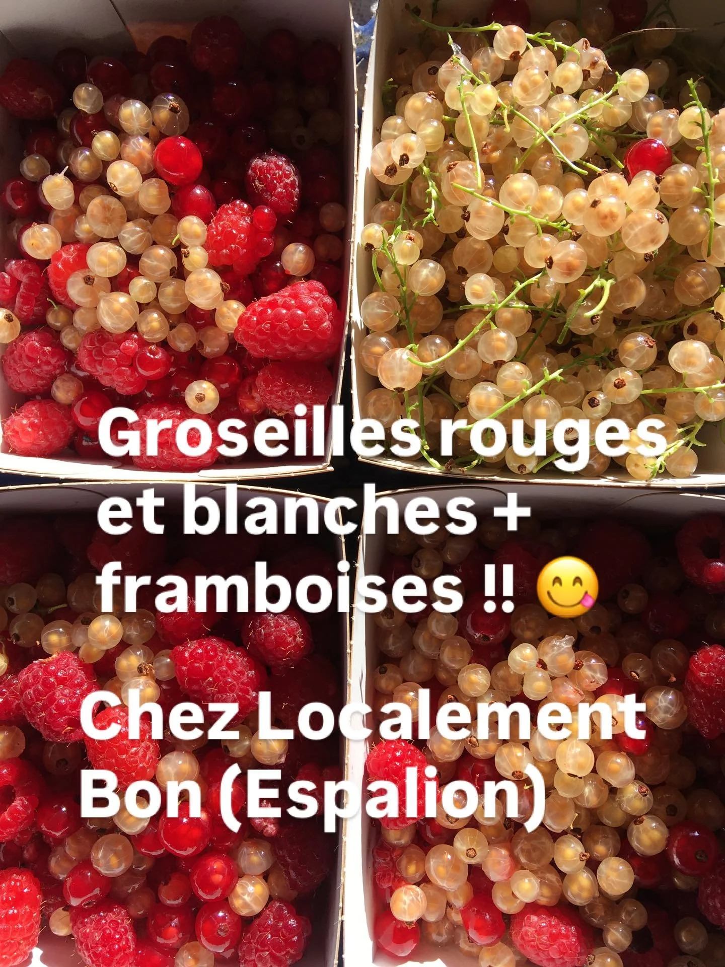 Nouveaux Mix de fruits rouges disponibles chez @localementbonespalion ! 👩🏻&zwj;🌾

#fruitsrouges #agriculturebiologique #permculture #aveyronvivrevrai #productionlocale