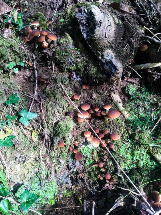 champignons.jpg