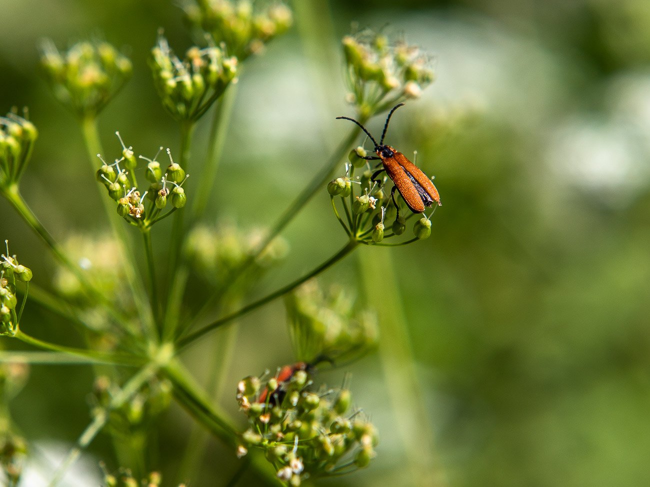 InsecteFleur1.jpg