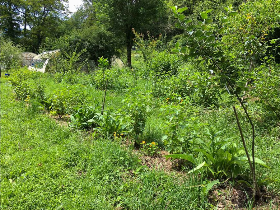 Ouverture de printemps de la pépinière