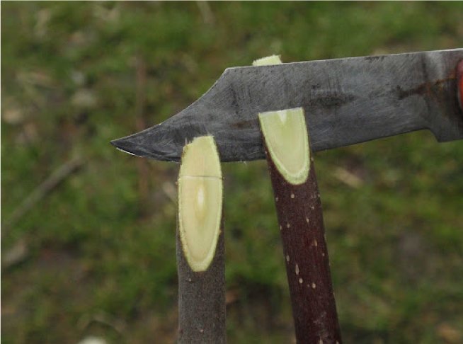 Atelier greffe d’arbre fruitier (sur réservation par mail ou par téléphone)