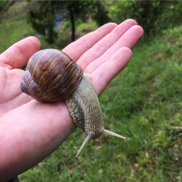 EscargotBourgogne.jpg