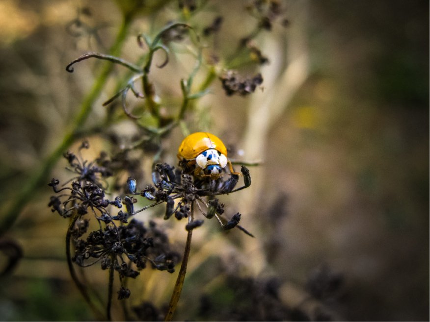 Coccinelle4.jpg