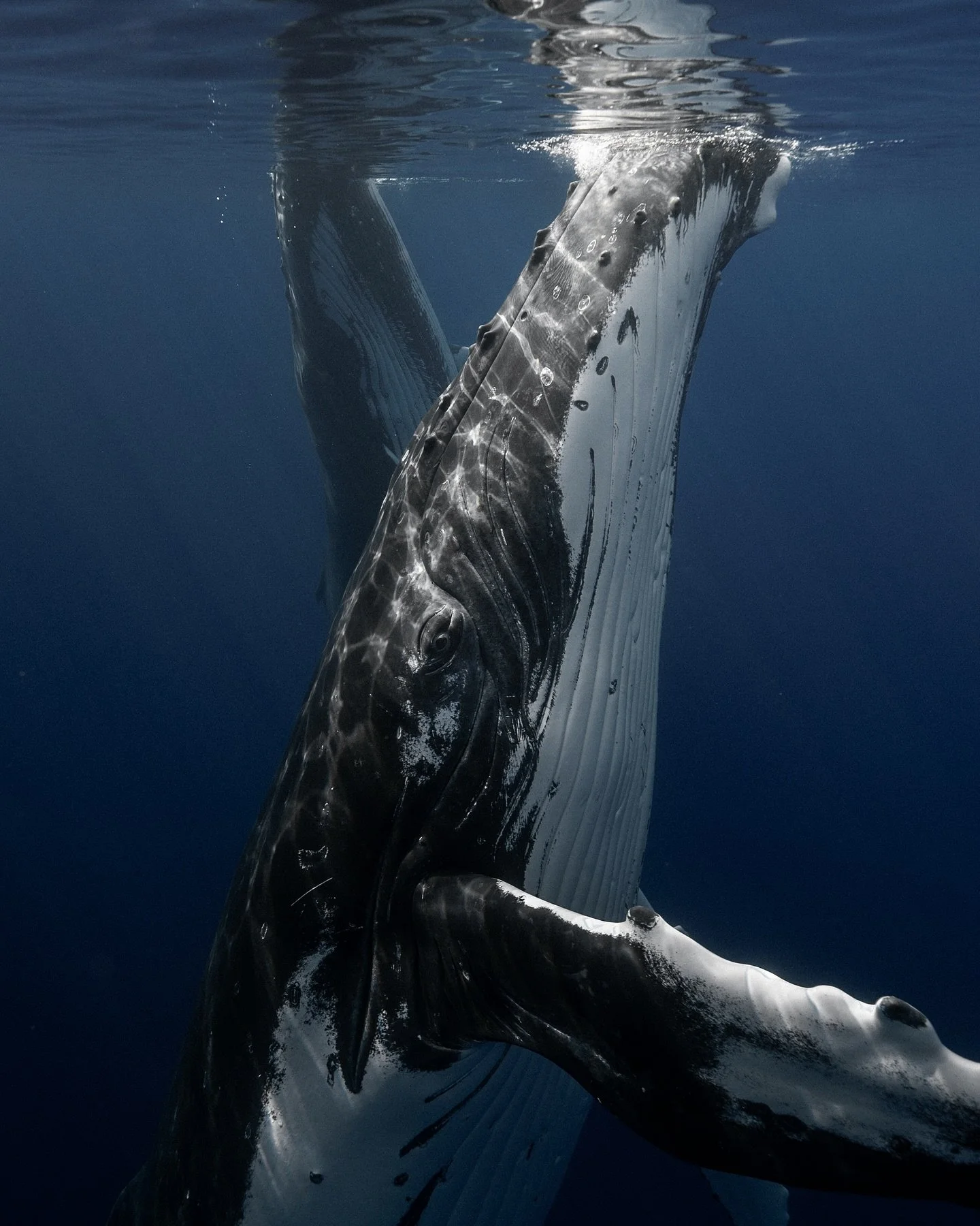 Eye contact with this sea giant. 
#humpbackwhale #wildanimals #natgeo #moorea #southpacific #underwaterphotography #wildlife #earthofficial #whale #whalesnation #sony #sonyfrance