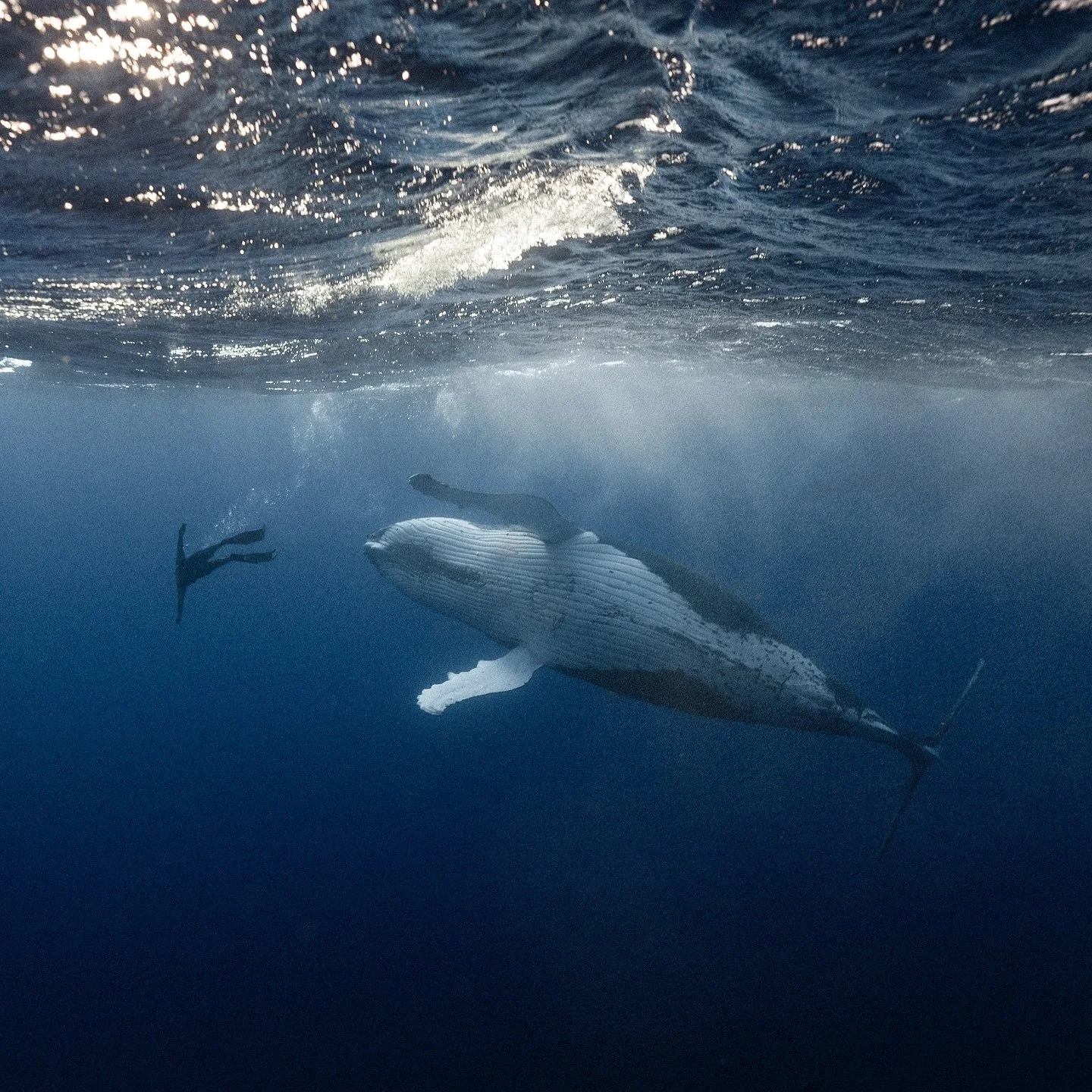 Working on @maomanafoundation project that day . I was out off shore Moorea with my friends ( waterman peoples and professional underwater crew) @pierrick_moana @kokocuvier @taylork.sea @captchewy Probably one of the most beautiful encounters I&rsquo