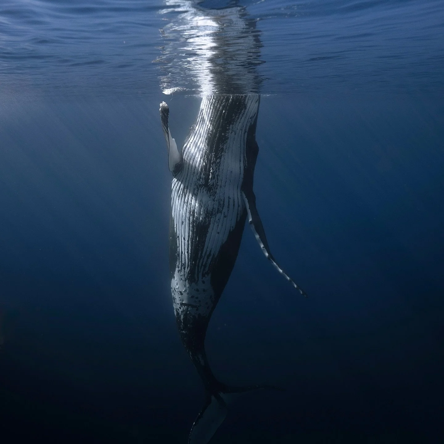 We met the dancing whale.
#humpbackwhale #whale #moorea #ocean #oceanlife #polynesia #island #wildlife #wildlifephotography #underwaterphotography #underwater