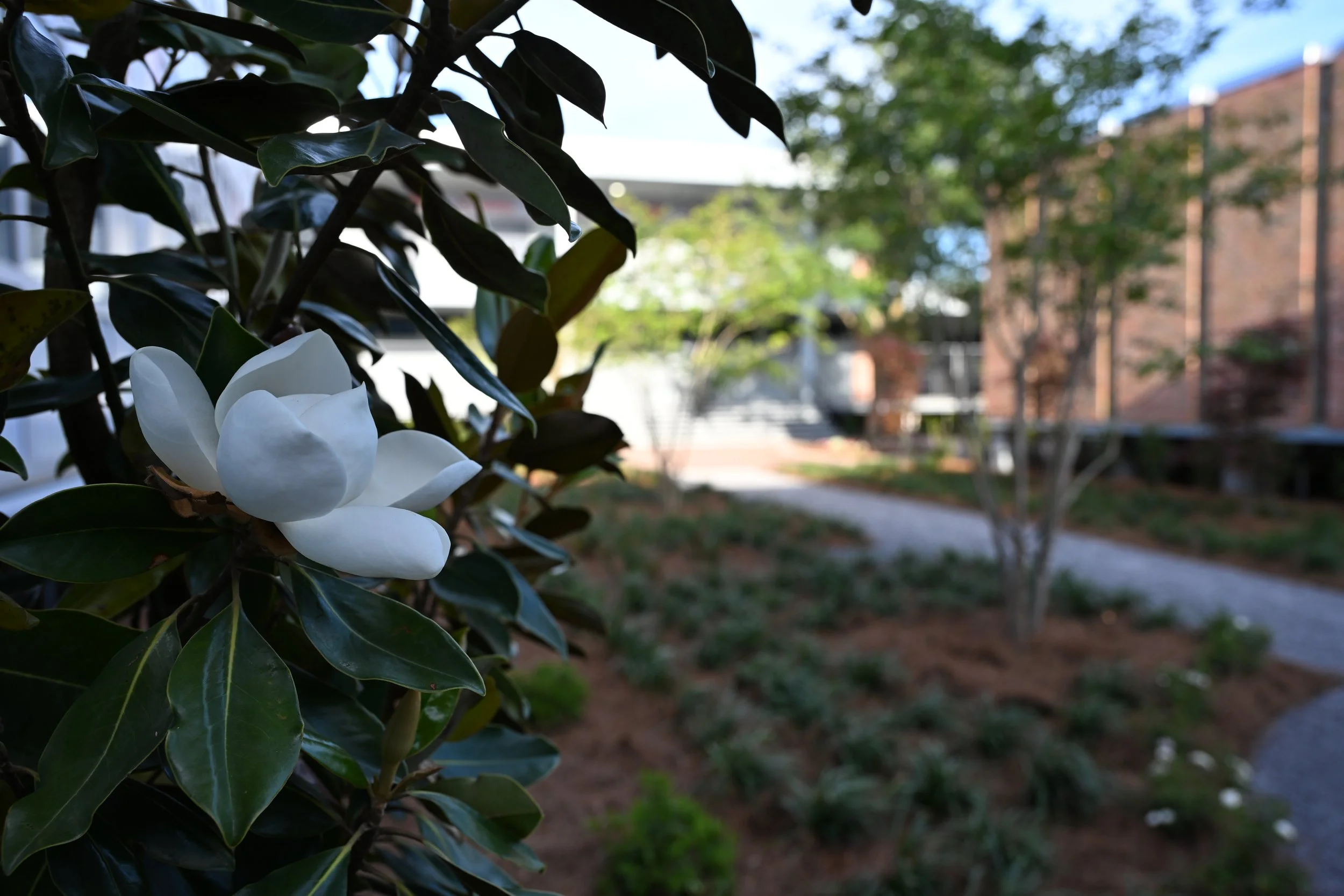 DSC_0315.JPG