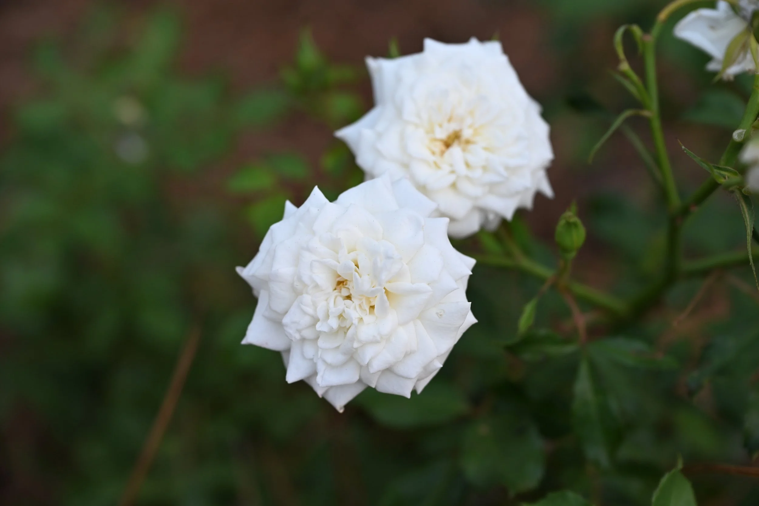 DSC_0347.JPG