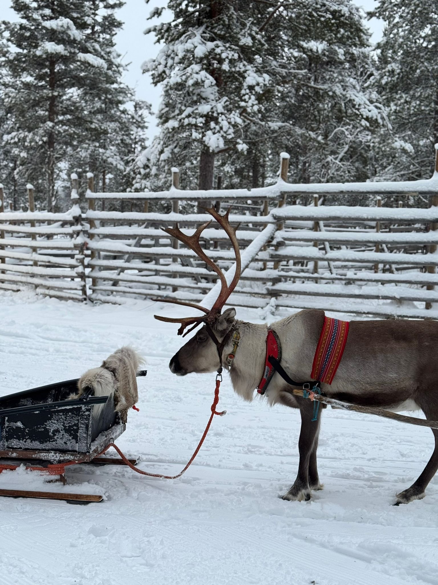 Reindeer Sleigh, Lapland Trip with Kids, Saariselka