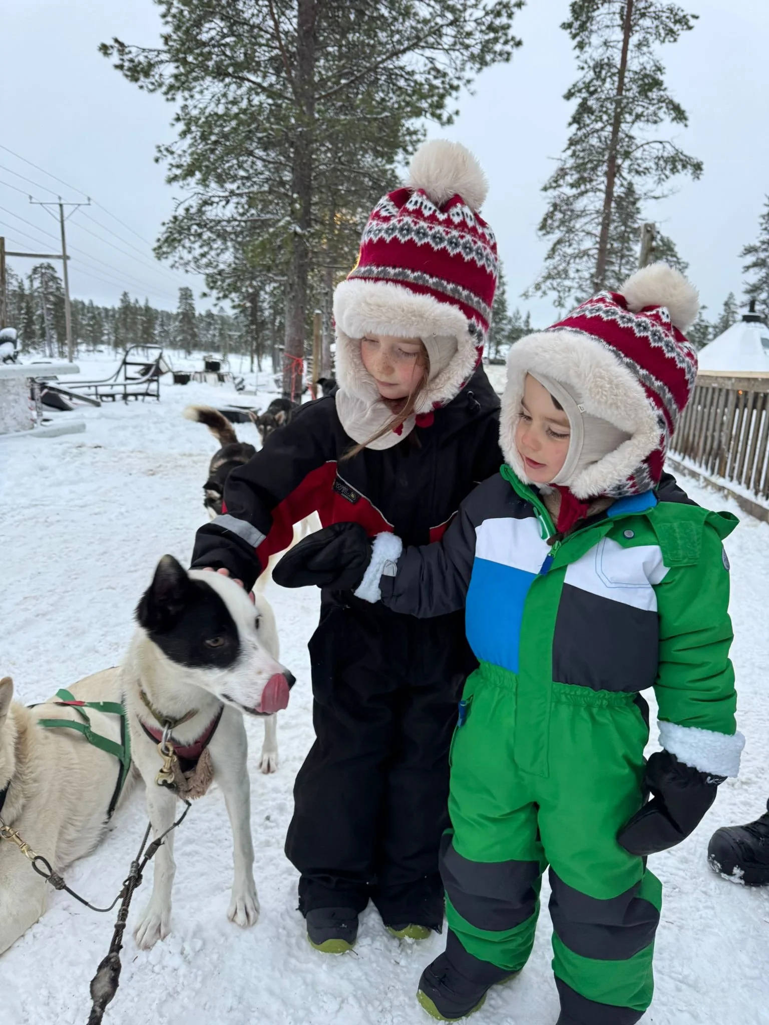 Meeting Huskies, Northern Lights Village, Saariselka