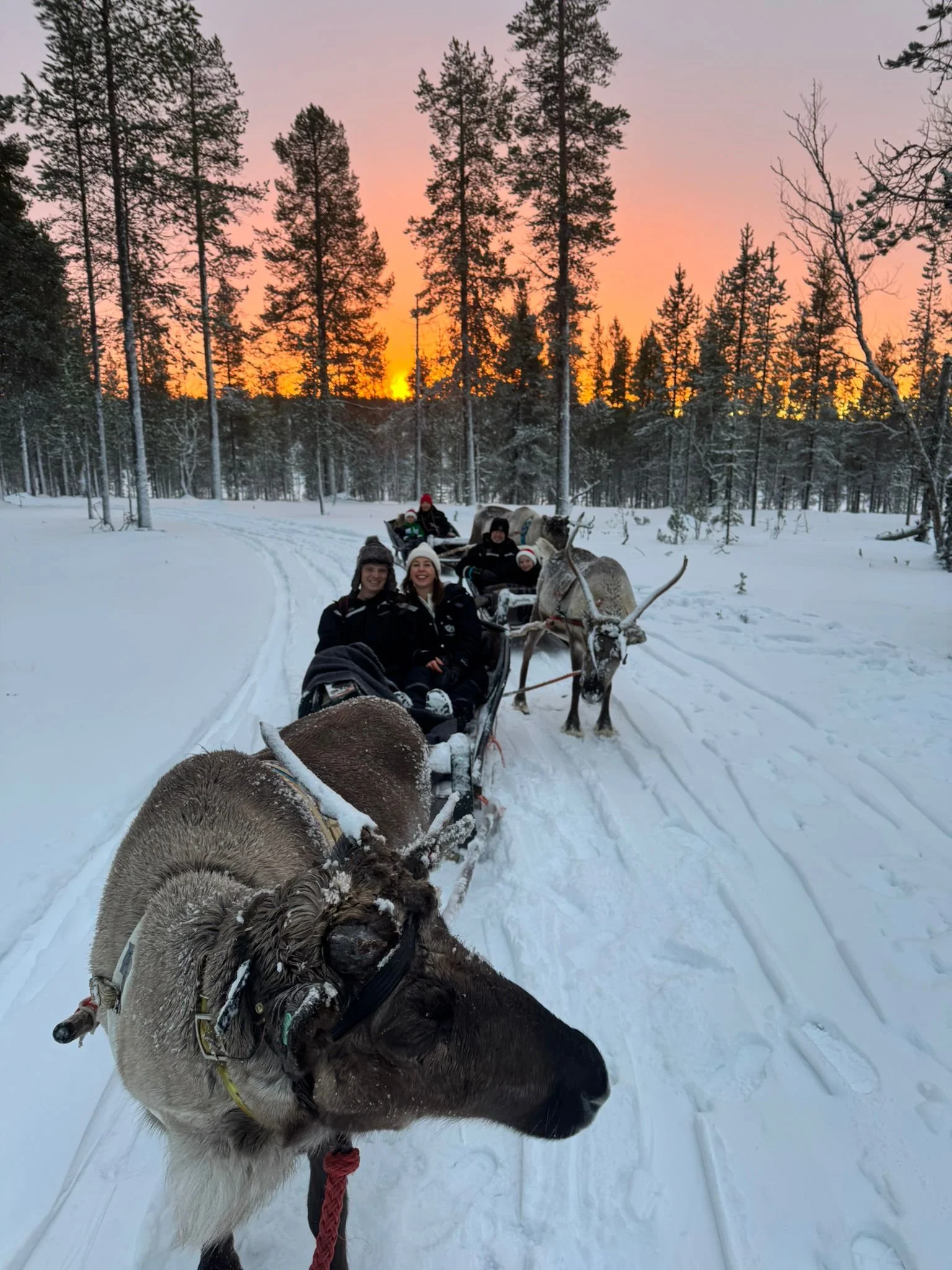 Reindeer Sleigh ride, Northern Lights Village Saariselka