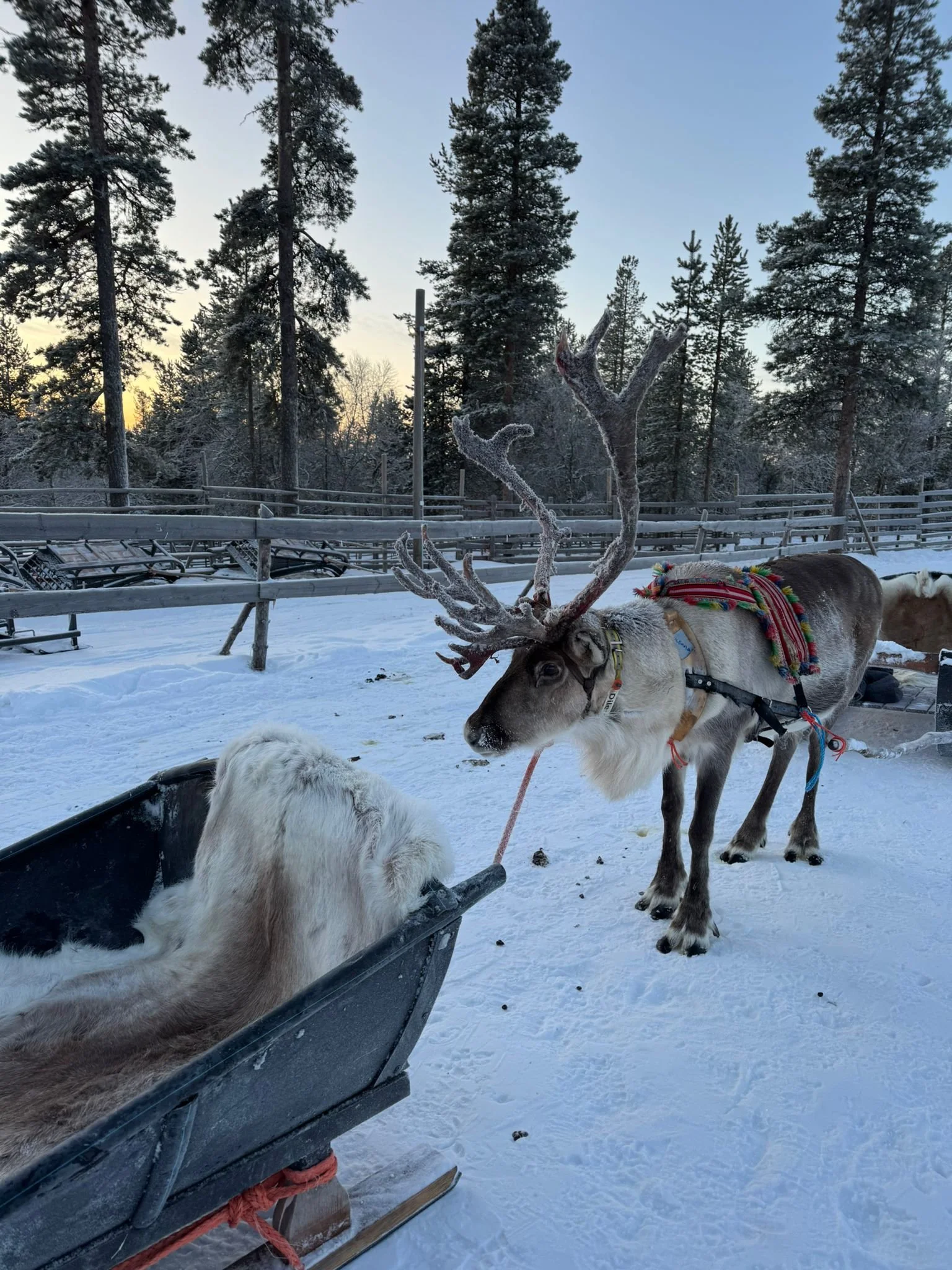 Reindeer Sleigh ride, Northern Lights Village, Lapland with kids