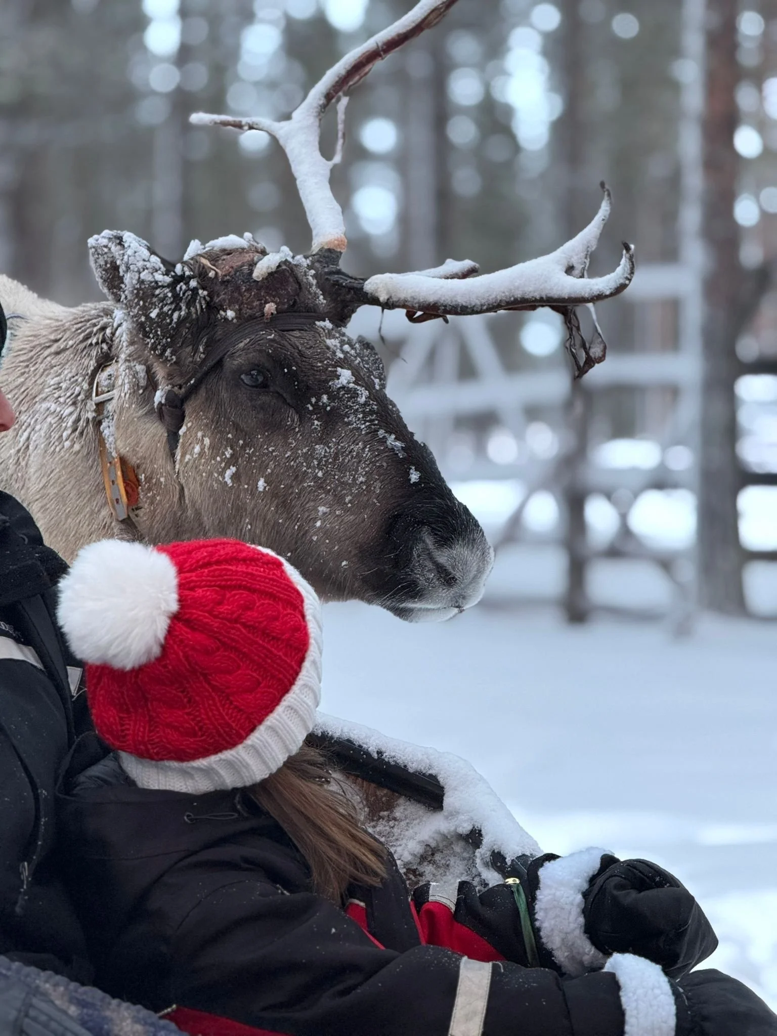 Snowy reindeer, northern lights village, saariselka