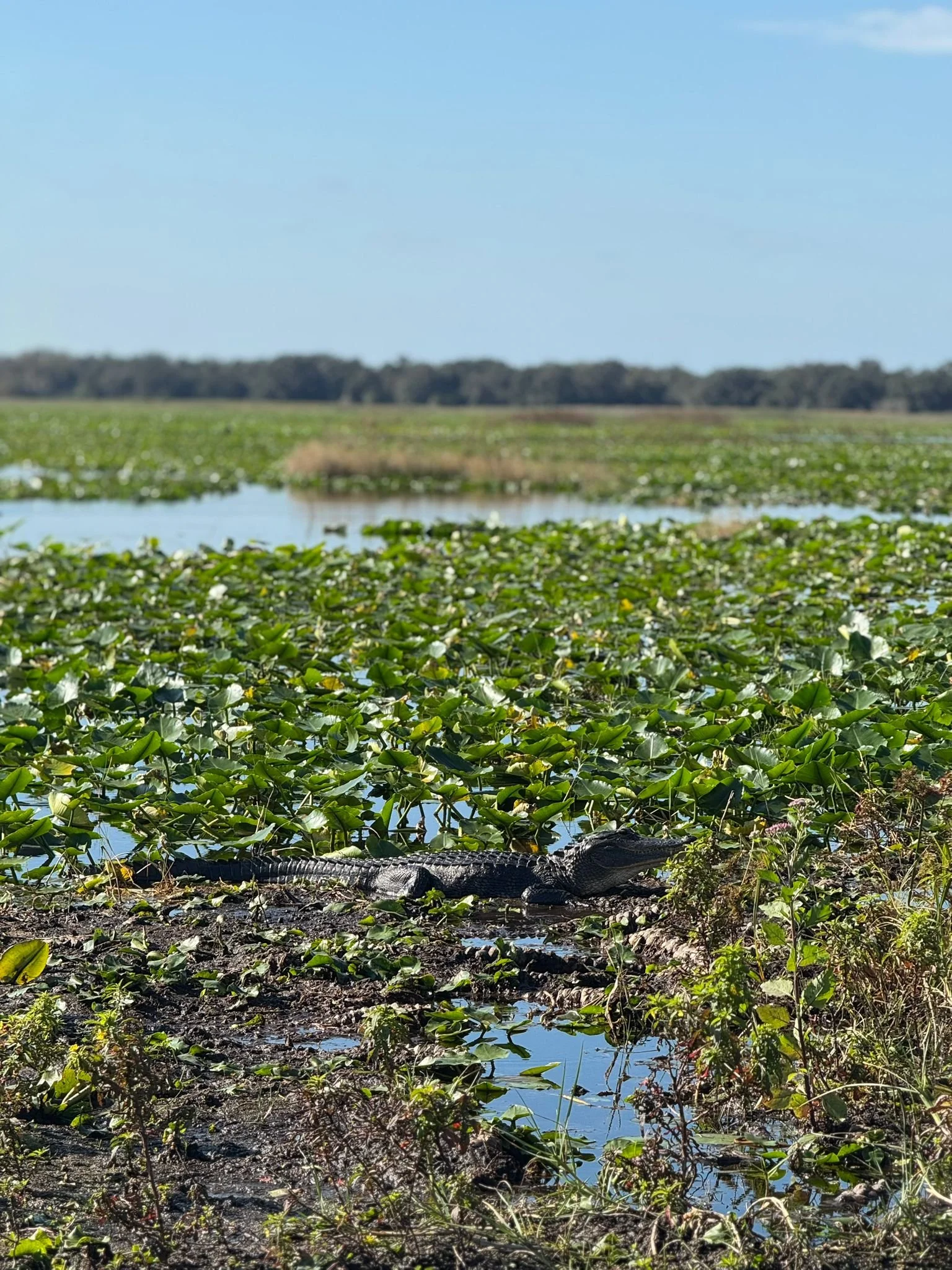 Spotting an Alligator, Boggy Creek Airboat Tours, Visit Kissimmee with kids