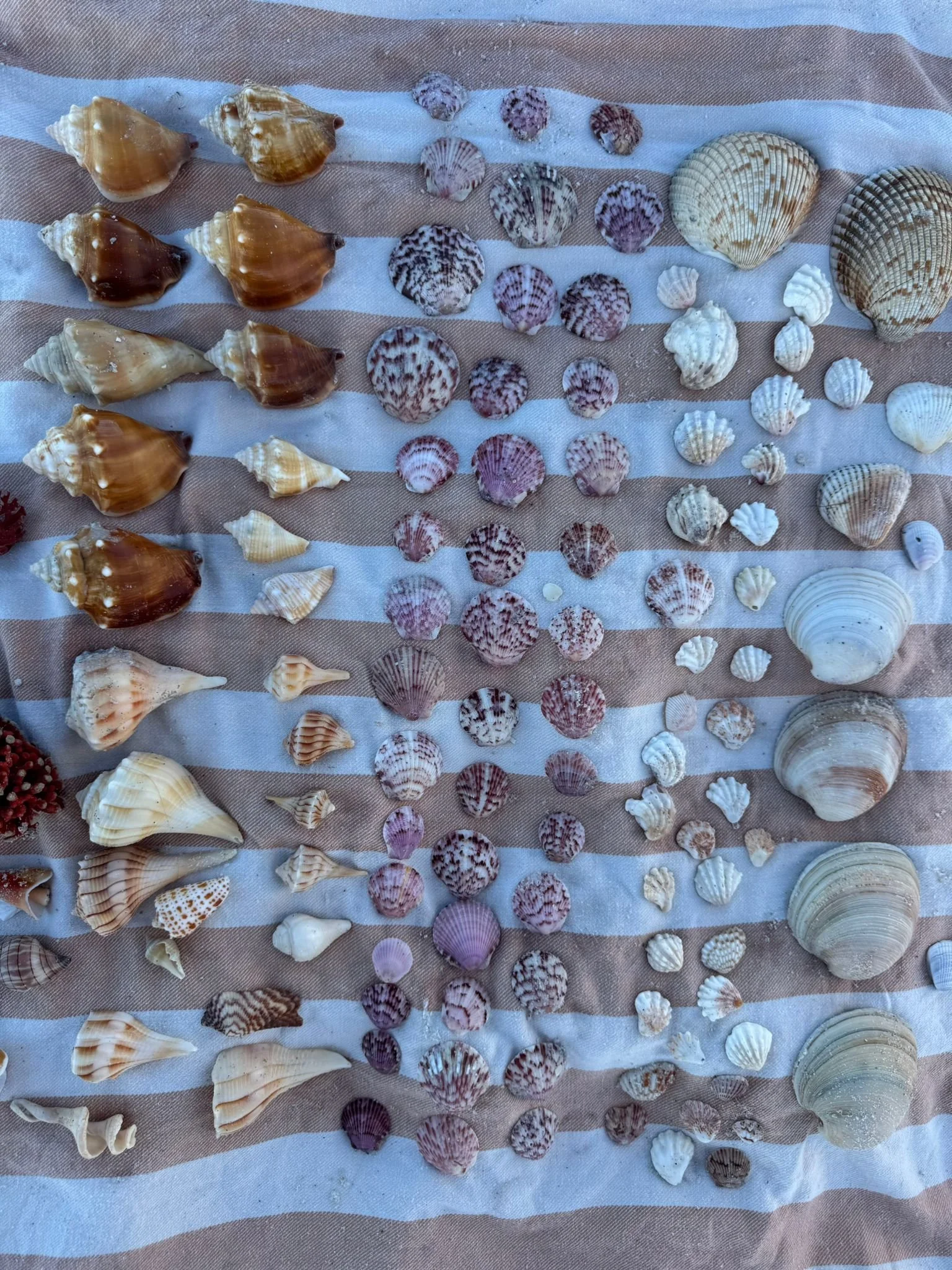 Shelling on Sanibel and Captiva Islands, South Florida with Kids Guide