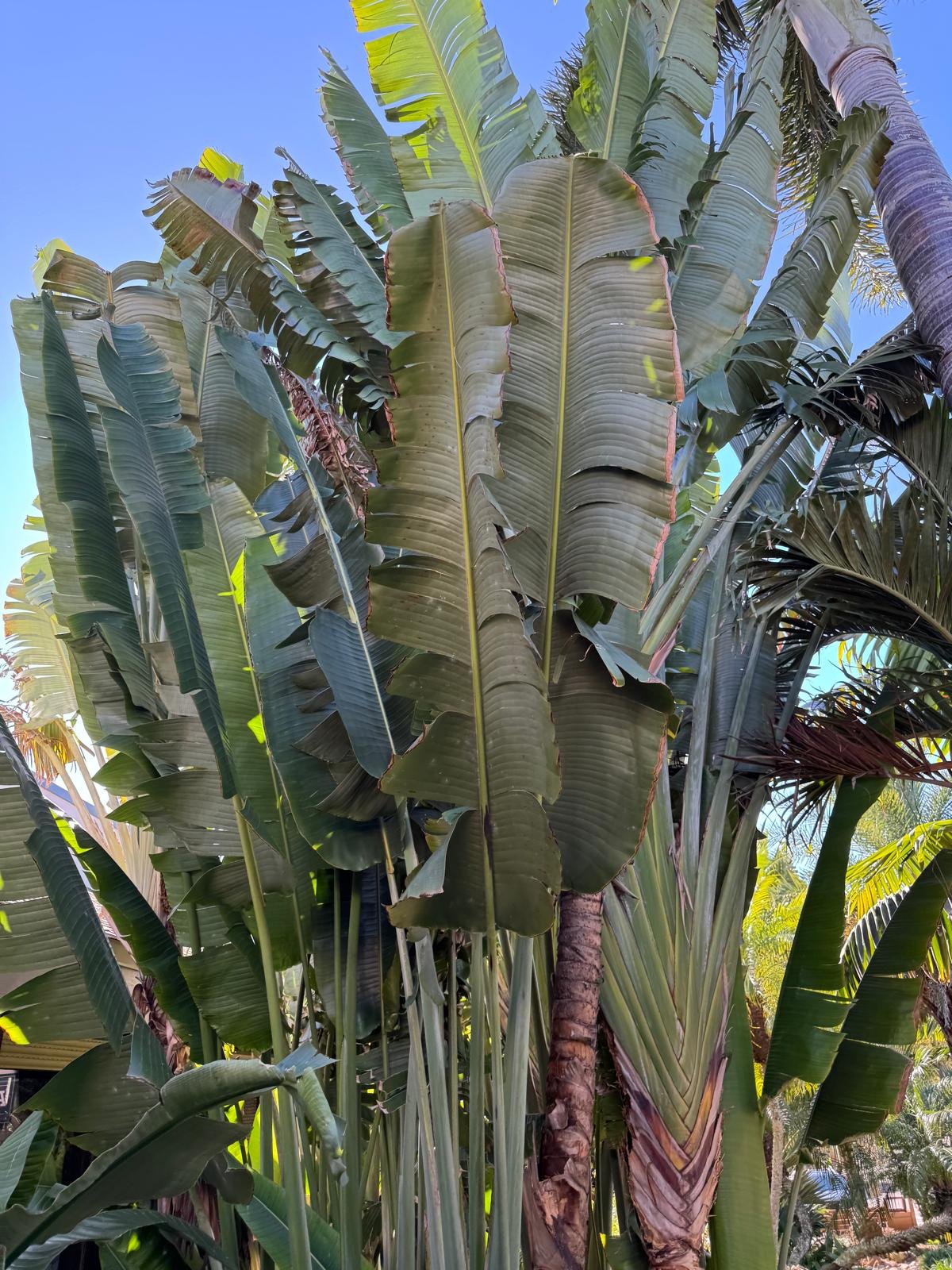 Sanibel and Captiva Islands, South Florida with Kids Guide