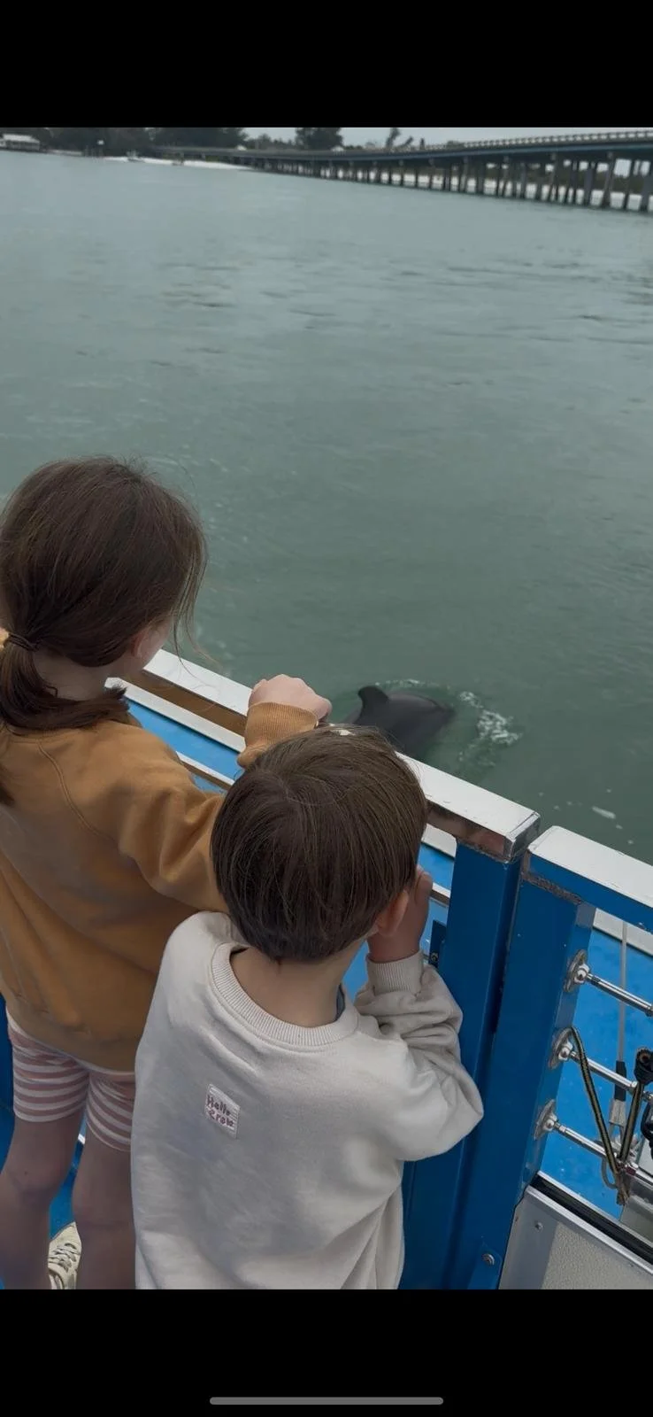 Seeing Dolphins on Anna Maria Island, Anna Maria Island, South Florida with Kids Guide