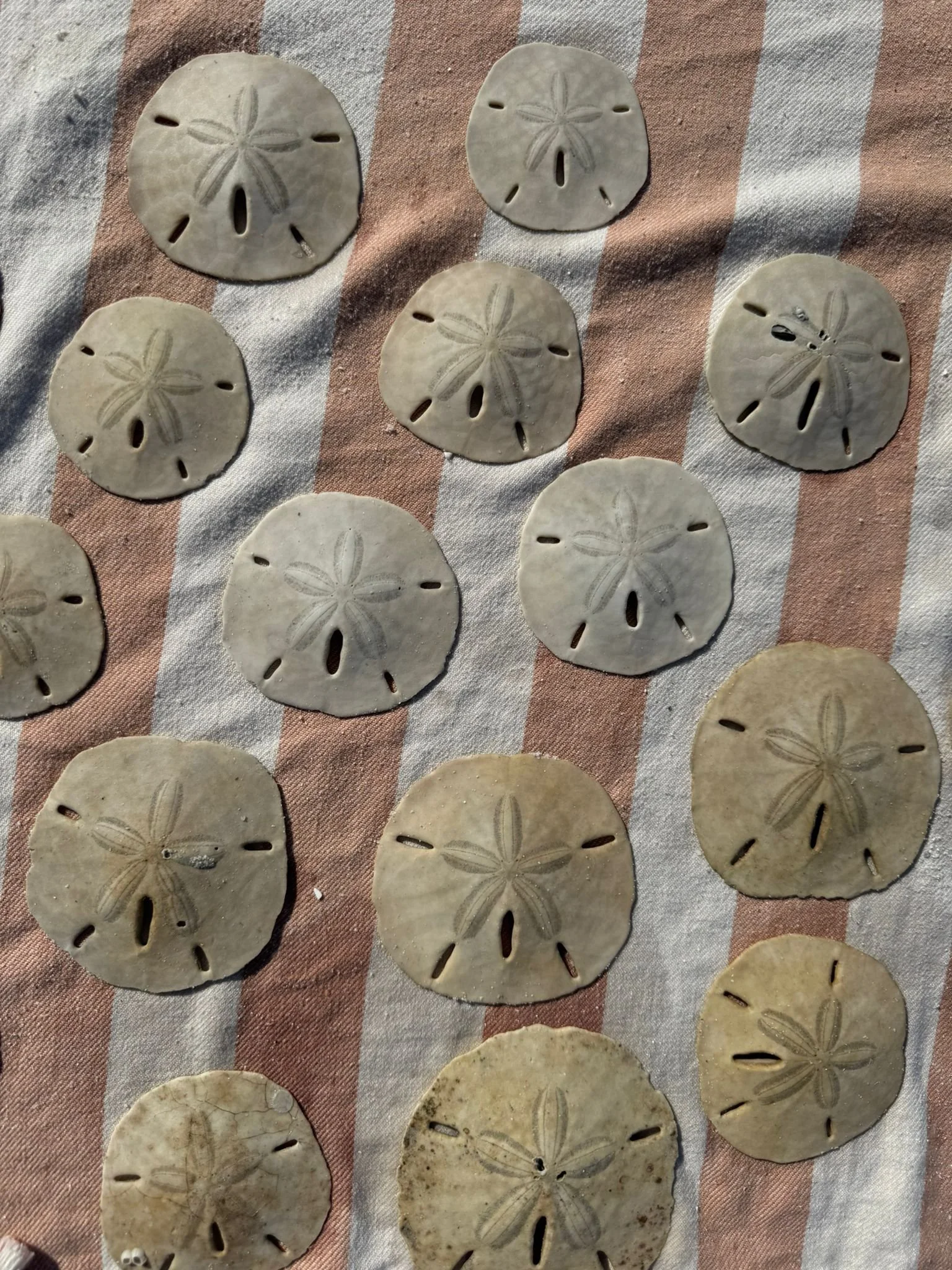 Marco Island, Sand Dollars, South Florida with Kids Guide