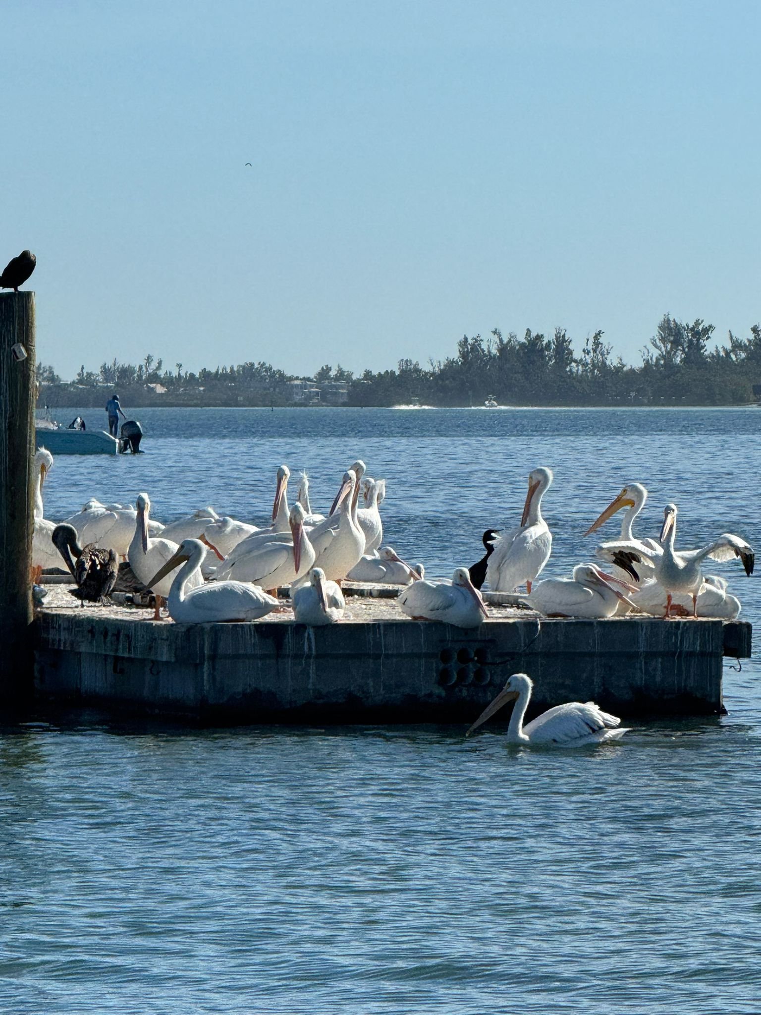 Pelicans, South Florida with Kids Guide