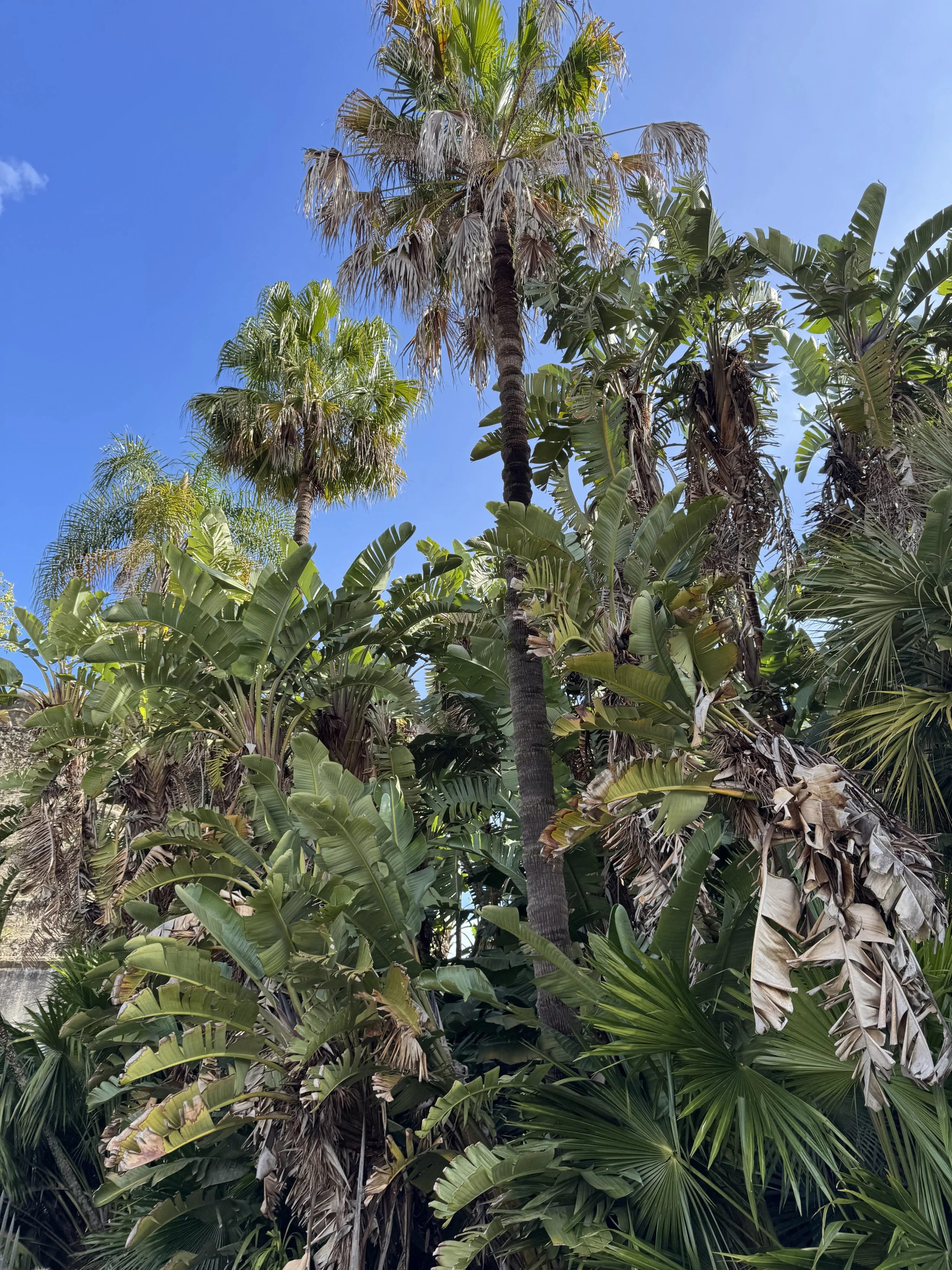 Botanical Gardens, Coimbra Day Trip, Portuguese Road Trip with Kids