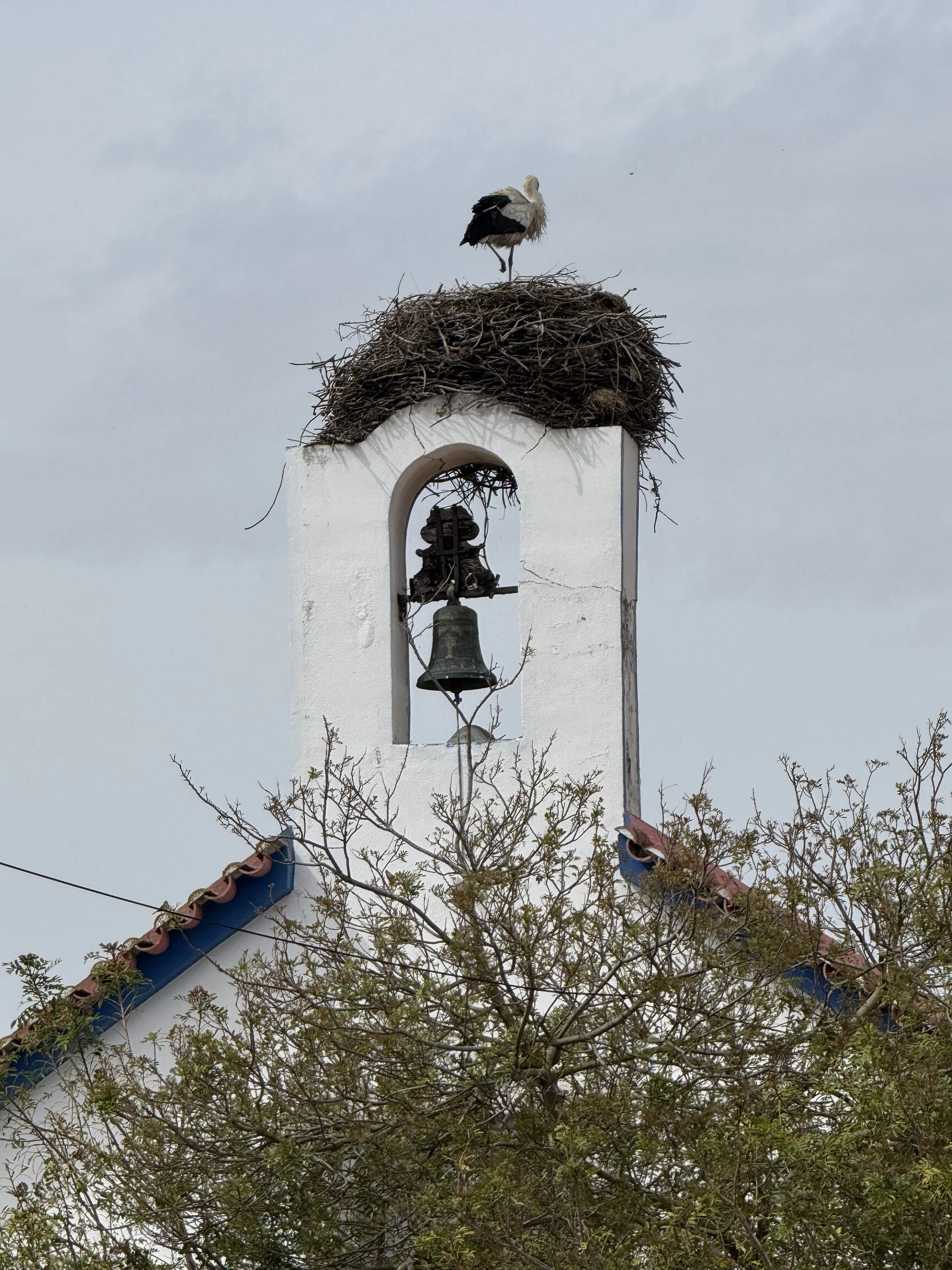 Storks in Comporta, Comporta with Kids